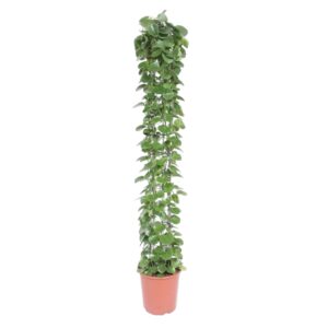 Cissus rotundifolia gaasrek en pot Ø27cm. Plante verte type Cissus rotundifolia gaasrek, livrée en pot, idéale pour intérieur lumineux.