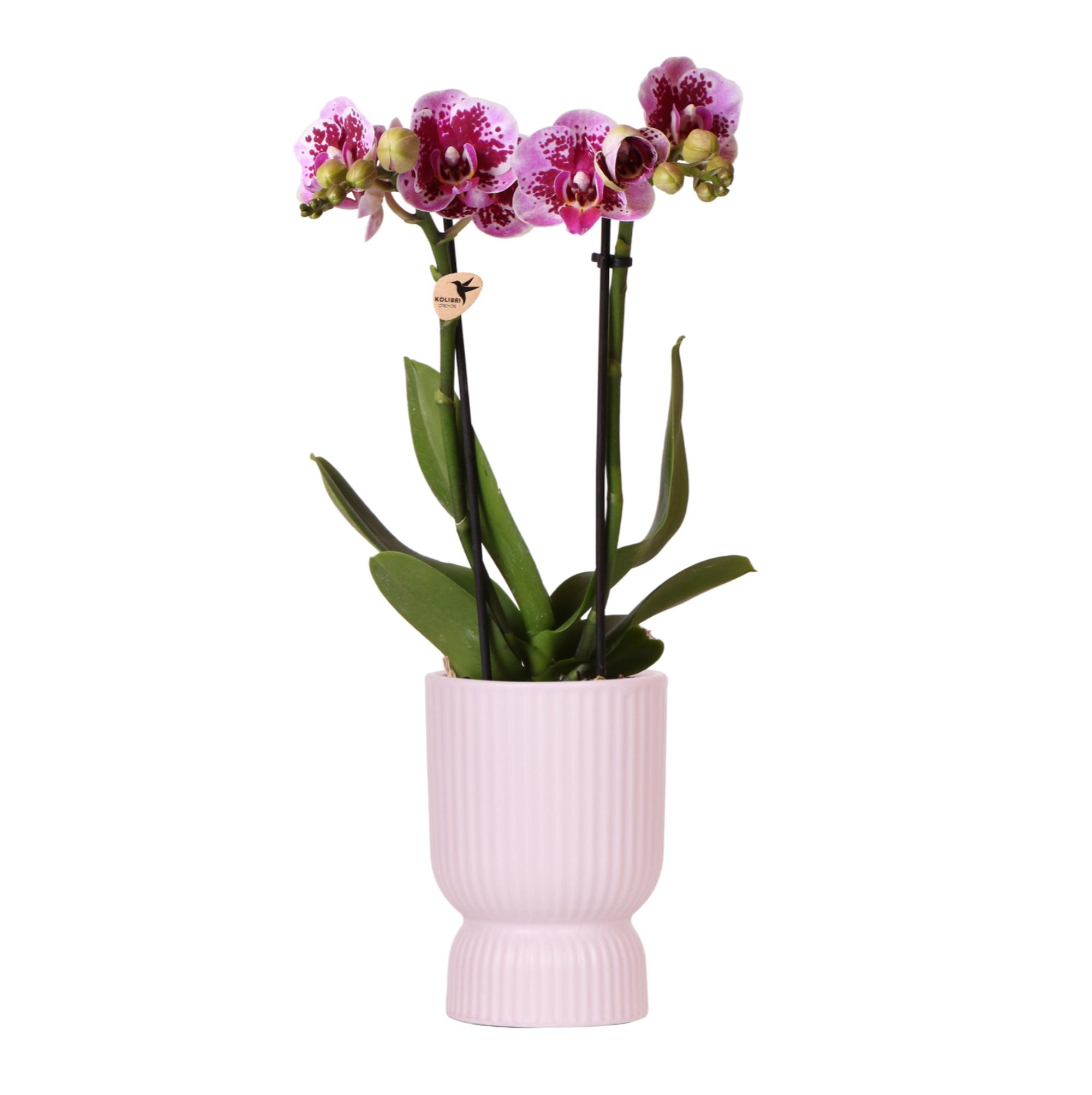 Kolibri Orchids | Roze paarse phalaenopsis orchidee en pot Ø9cm. Plante verte type Kolibri Orchids | Roze paarse phalaenopsis orchidee, livrée en pot, idéale pour intérieur lumineux.