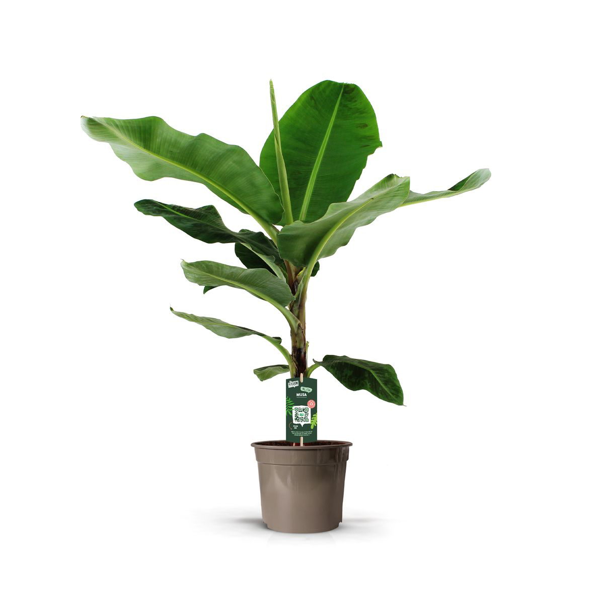 Bananenplant (Musa) en pot Ø27cm. Plante verte type Bananenplant (Musa), livrée en pot, idéale pour intérieur lumineux.