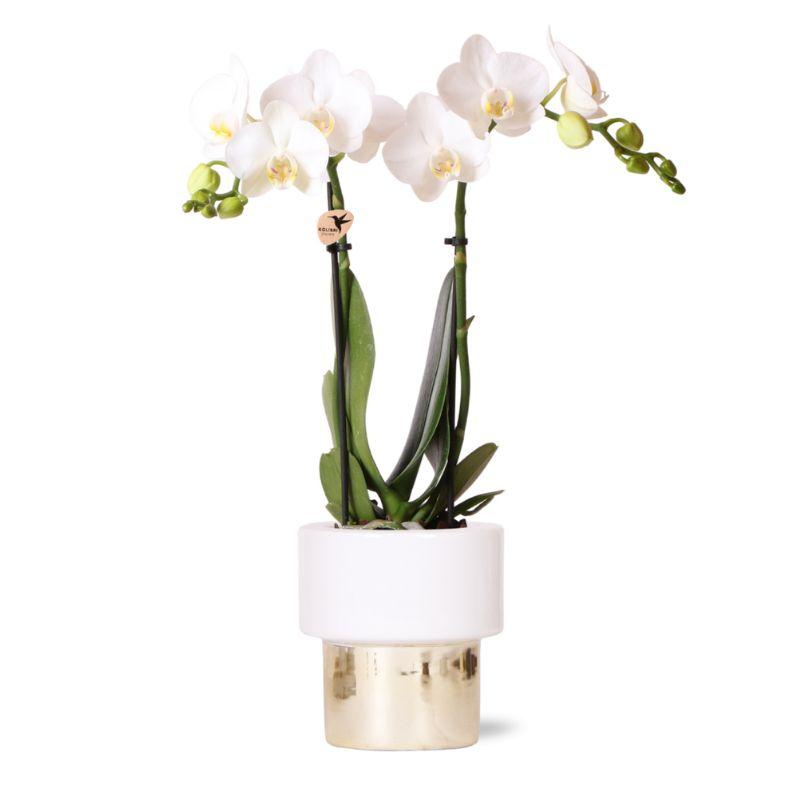 Kolibri Orchids | witte Phalaenopsis orchidee en pot Ø9cm. Plante verte type Kolibri Orchids | witte Phalaenopsis orchidee, livrée en pot, idéale pour intérieur lumineux.