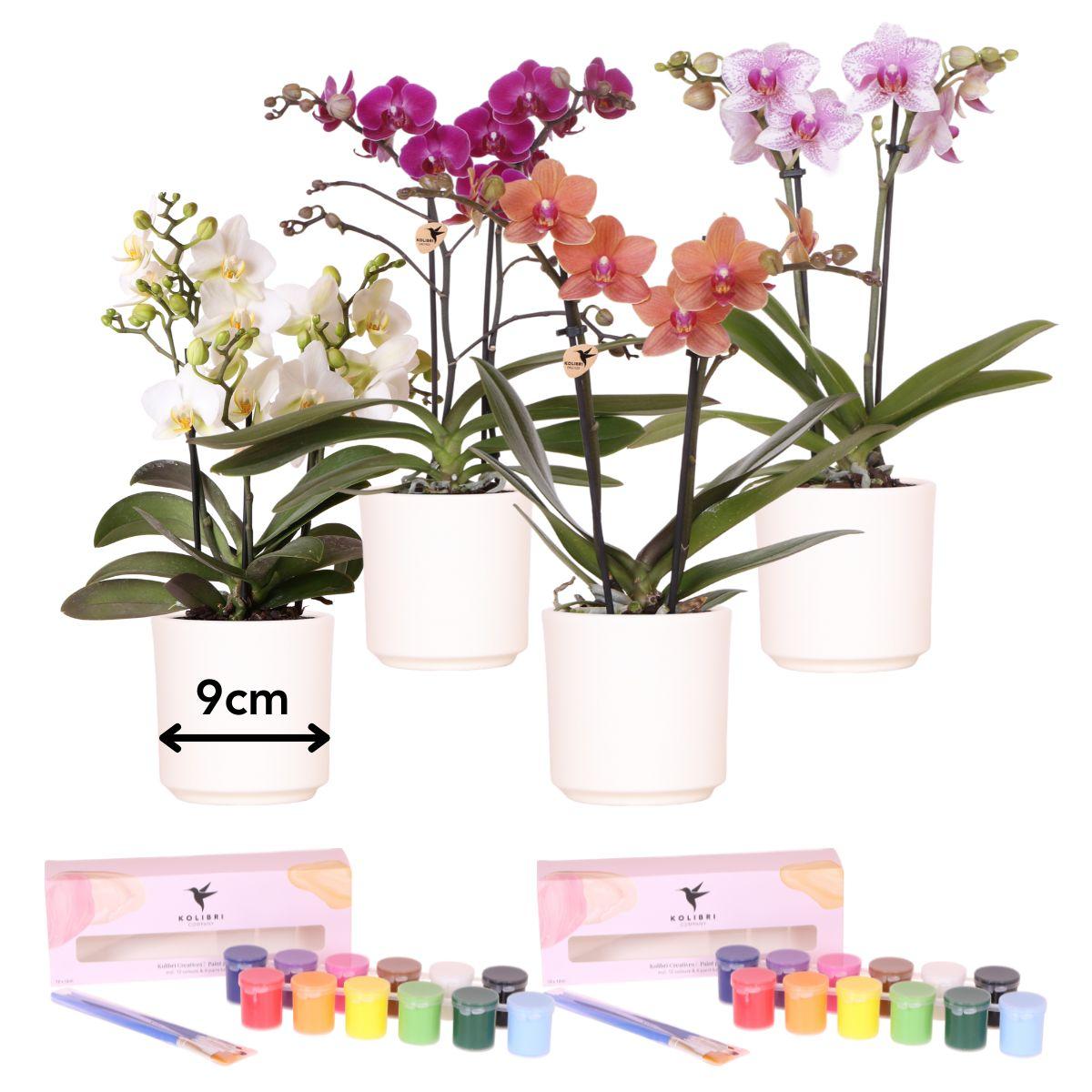 Kolibri Creatives | Verfpakket voor het schilderen van 4 bloempotten + orchideeën | voor 4 personen | Beginnende artiest en pot. Plante verte type Kolibri Creatives | Verfpakket voor het schilderen van 4 bloempotten + orchideeën | voor 4 personen | Beginnende artiest, livrée en pot, idéale pour intérieur lumineux.