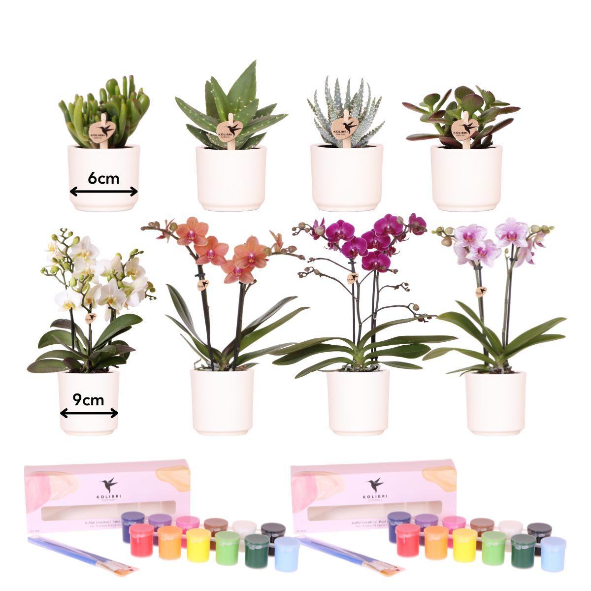 Kolibri Creatives | Verfpakket voor het schilderen van 8 bloempotten + orchideeën en succulenten | voor minimaal 4 personen | Creatieve visionair en pot. Plante verte type Kolibri Creatives | Verfpakket voor het schilderen van 8 bloempotten + orchideeën en succulenten | voor minimaal 4 personen | Creatieve visionair, livrée en pot, idéale pour intérieur lumineux.
