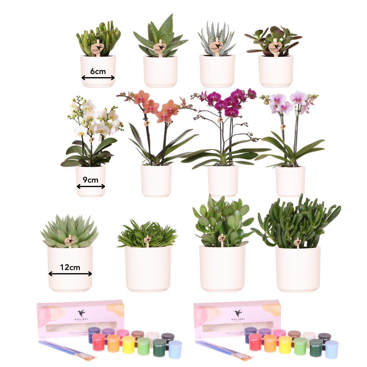 Kolibri Creatives | Verfpakket voor het schilderen van 12 bloempotten + orchideeën en succulenten | voor minimaal 4 personen | Ware kunstenaar en pot. Plante verte type Kolibri Creatives | Verfpakket voor het schilderen van 12 bloempotten + orchideeën en succulenten | voor minimaal 4 personen | Ware kunstenaar, livrée en pot, idéale pour intérieur lumineux.