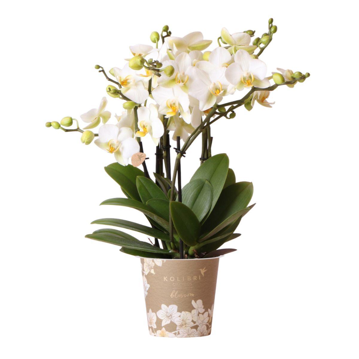 Kolibri Orchids | witte Phalaenopsis orchidee en pot Ø12cm. Plante verte type Kolibri Orchids | witte Phalaenopsis orchidee, livrée en pot, idéale pour intérieur lumineux.