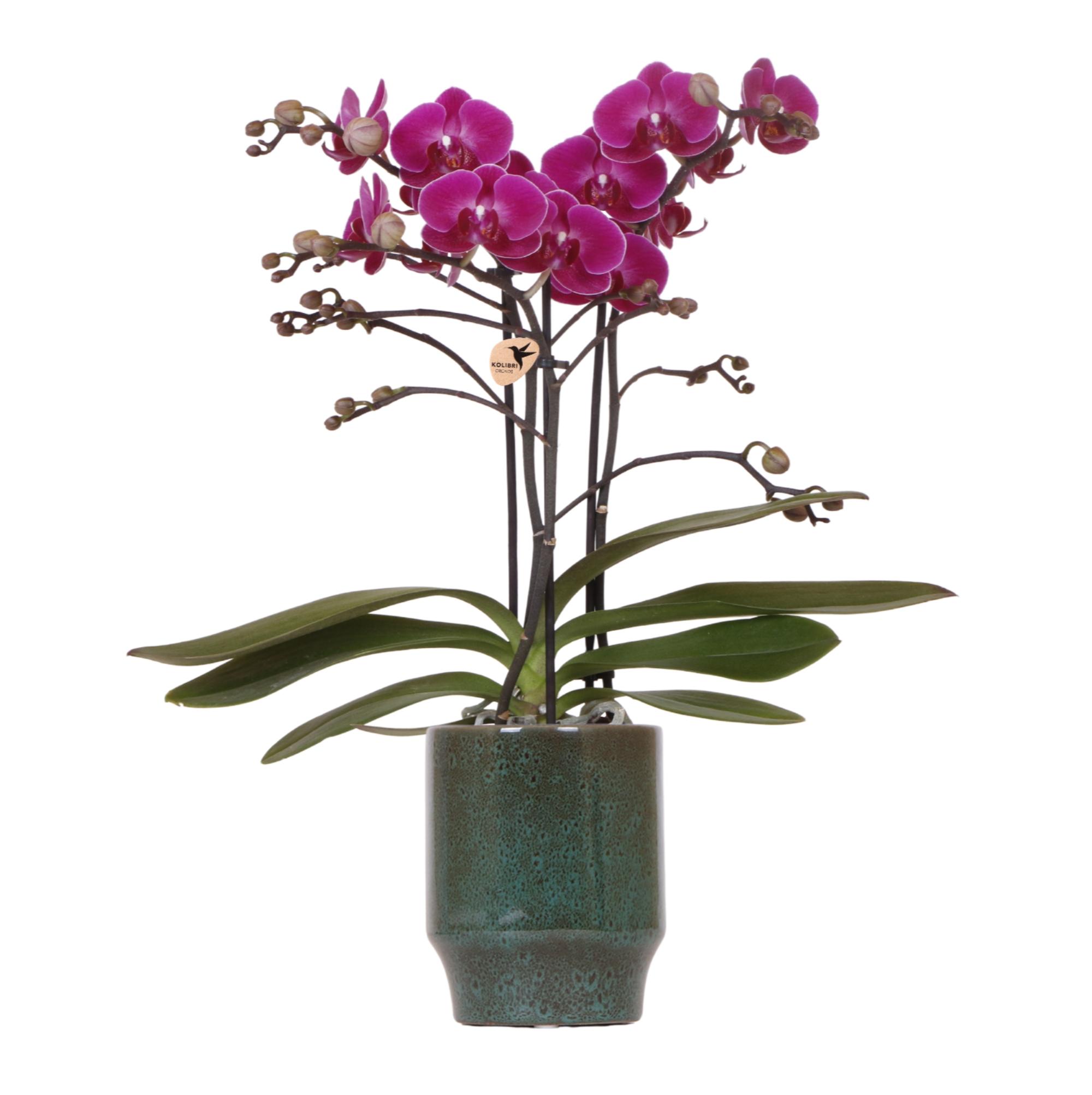 Kolibri Orchids | Paarse phalaenopsis orchidee en pot Ø9cm. Plante verte type Kolibri Orchids | Paarse phalaenopsis orchidee, livrée en pot, idéale pour intérieur lumineux.