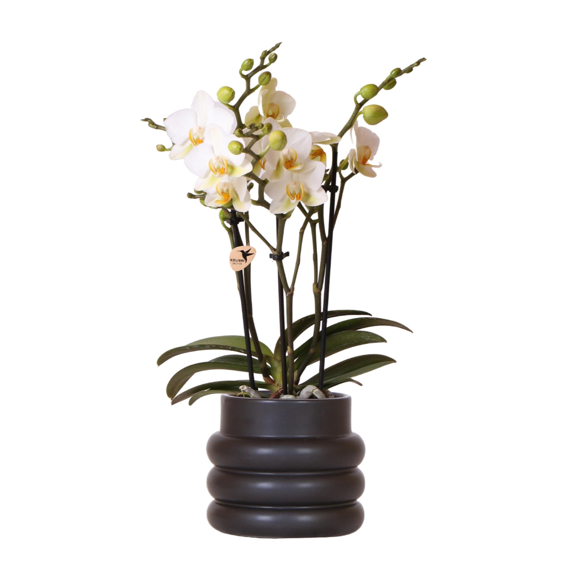 Kolibri Orchids | Witte phalaenopsis orchidee en pot Ø9cm. Plante verte type Kolibri Orchids | Witte phalaenopsis orchidee, livrée en pot, idéale pour intérieur lumineux.