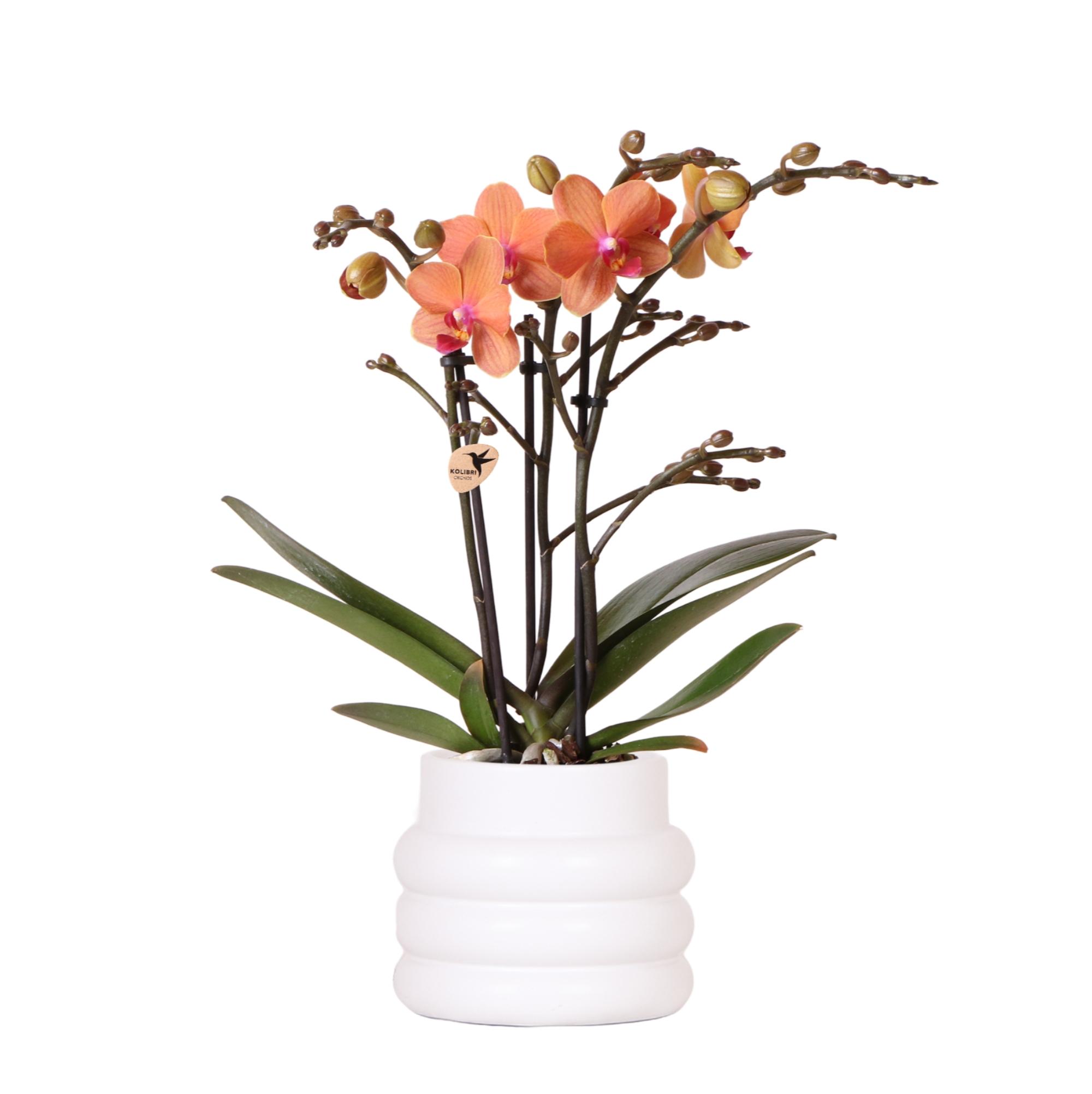 Kolibri Orchids | Oranje Phalaenopsis orchidee en pot Ø9cm. Plante verte type Kolibri Orchids | Oranje Phalaenopsis orchidee, livrée en pot, idéale pour intérieur lumineux.