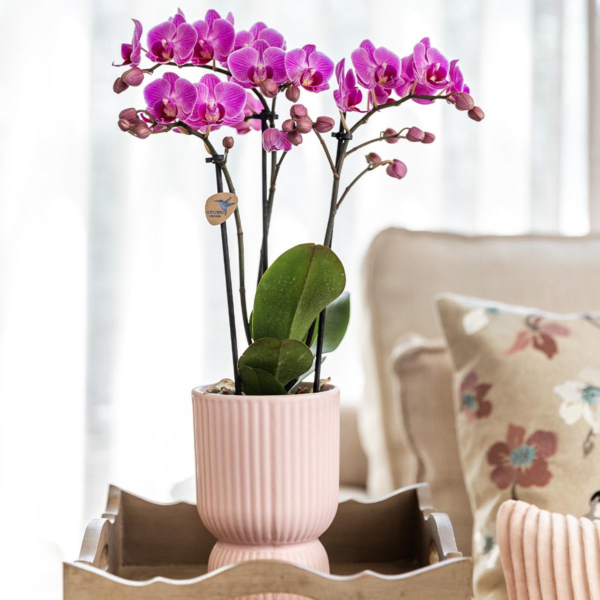 Kolibri Home | Combi deal en pot. Plante verte type Kolibri Home | Combi deal, livrée en pot, idéale pour intérieur lumineux. – Image 2
