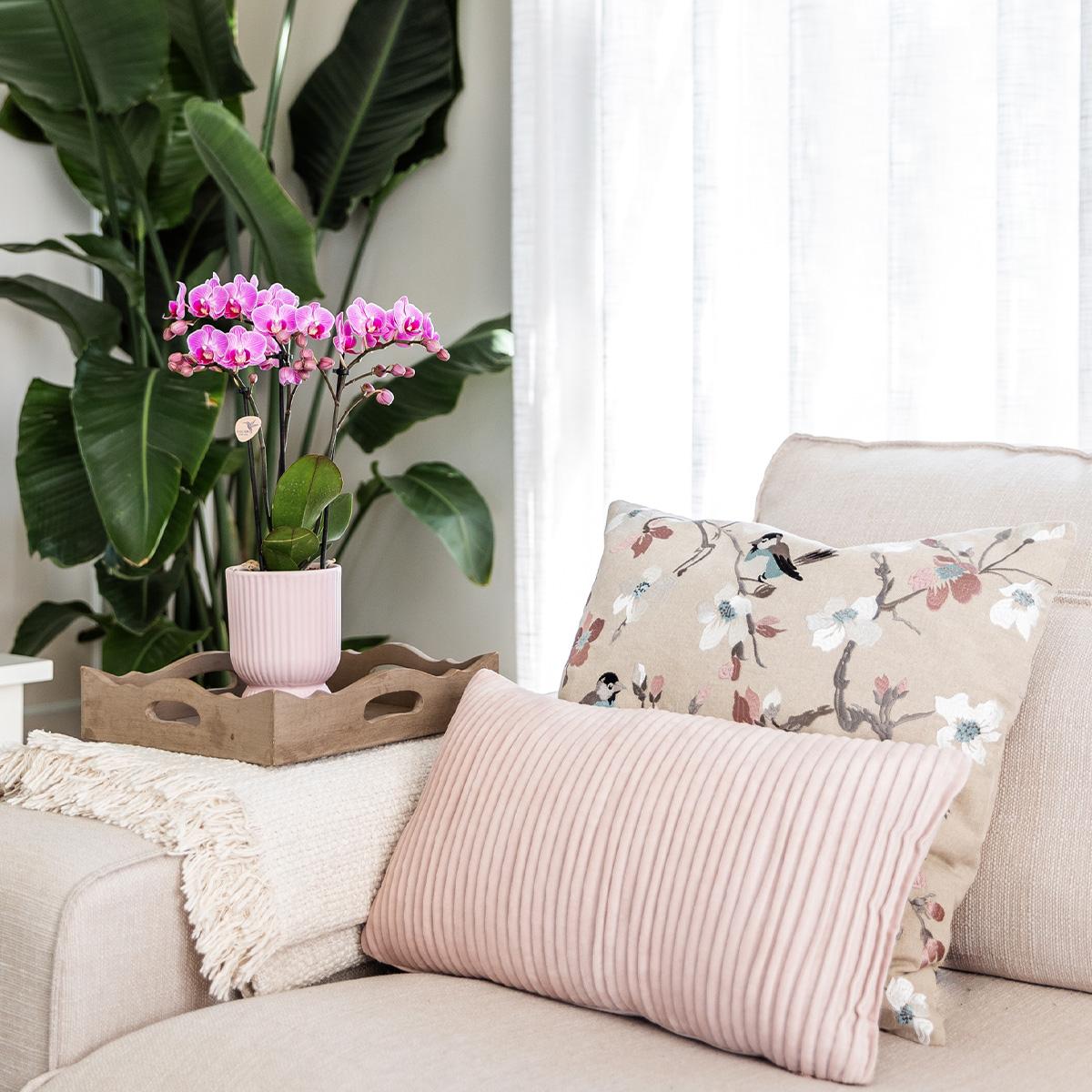 Kolibri Home | Combi deal en pot. Plante verte type Kolibri Home | Combi deal, livrée en pot, idéale pour intérieur lumineux. – Image 3