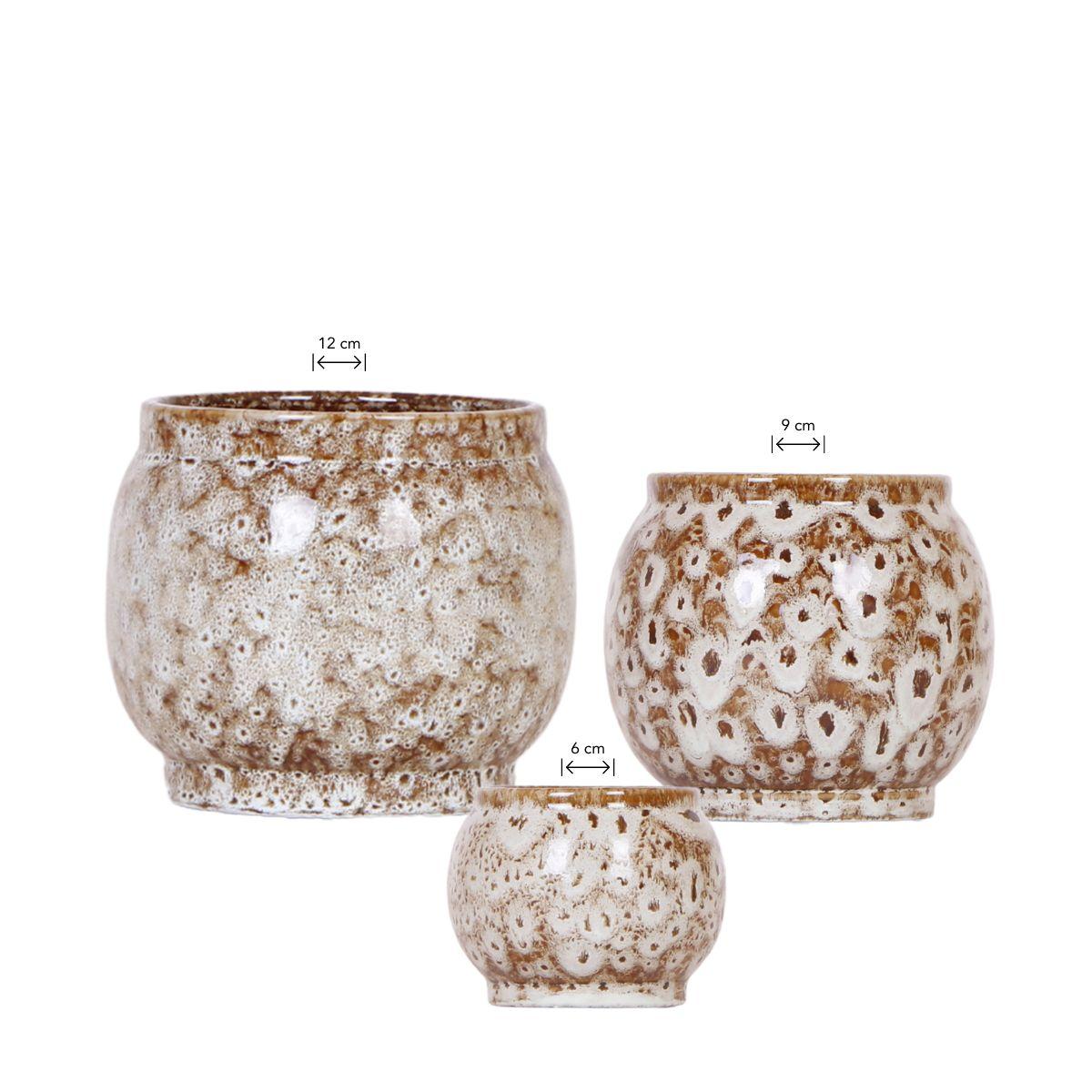 Kolibri Home | Combi deal en pot. Plante verte type Kolibri Home | Combi deal, livrée en pot, idéale pour intérieur lumineux.
