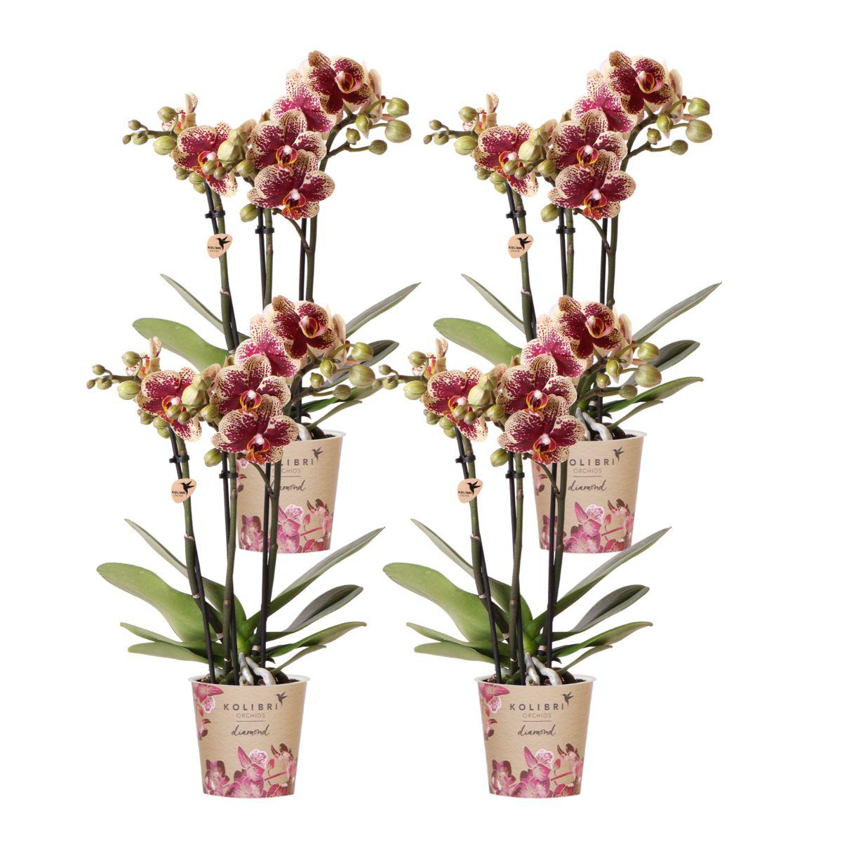 Kolibri Orchids | COMBI DEAL van 4 geel rode phalaenopsis orchideeën en pot Ø9cm. Plante verte type Kolibri Orchids | COMBI DEAL van 4 geel rode phalaenopsis orchideeën, livrée en pot, idéale pour intérieur lumineux.