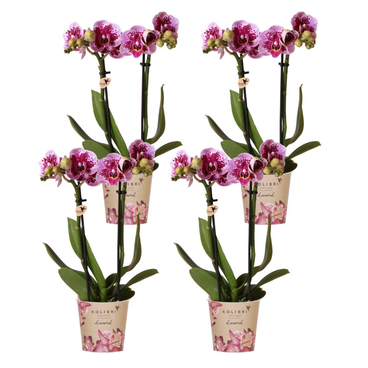 Kolibri Orchids | COMBI DEAL van 4 roze paarse phalaenopsis orchideeën en pot Ø9cm. Plante verte type Kolibri Orchids | COMBI DEAL van 4 roze paarse phalaenopsis orchideeën, livrée en pot, idéale pour intérieur lumineux.