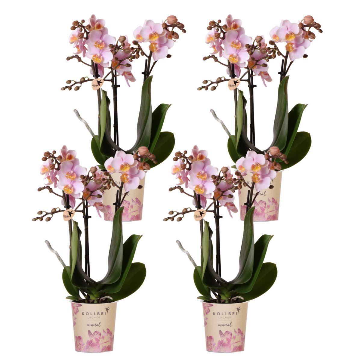 Kolibri Orchids | COMBI DEAL van 4 Roze phalaenopsis orchideeën en pot Ø9cm. Plante verte type Kolibri Orchids | COMBI DEAL van 4 Roze phalaenopsis orchideeën, livrée en pot, idéale pour intérieur lumineux.