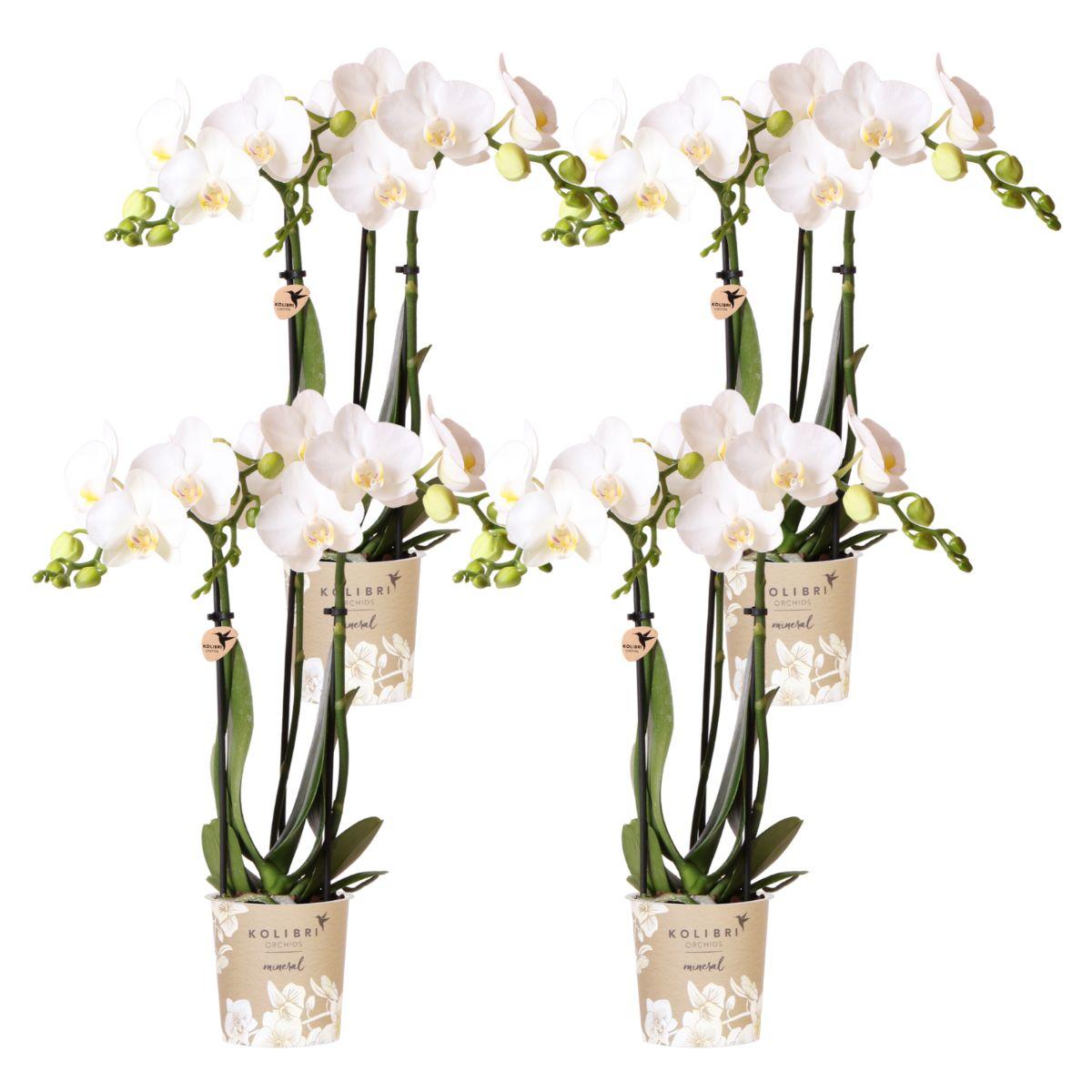 Kolibri Orchids | COMBI DEAL van 4 witte Phalaenopsis orchideeën en pot Ø9cm. Plante verte type Kolibri Orchids | COMBI DEAL van 4 witte Phalaenopsis orchideeën, livrée en pot, idéale pour intérieur lumineux.