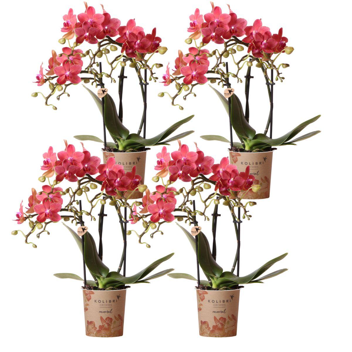 Kolibri Orchids | COMBI DEAL van 4 oranje Phalaenopsis orchideeën en pot Ø9cm. Plante verte type Kolibri Orchids | COMBI DEAL van 4 oranje Phalaenopsis orchideeën, livrée en pot, idéale pour intérieur lumineux.