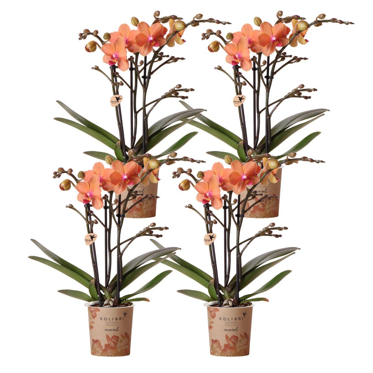Kolibri Orchids | COMBI DEAL van 4 oranje Phalaenopsis orchideeën en pot Ø9cm. Plante verte type Kolibri Orchids | COMBI DEAL van 4 oranje Phalaenopsis orchideeën, livrée en pot, idéale pour intérieur lumineux.