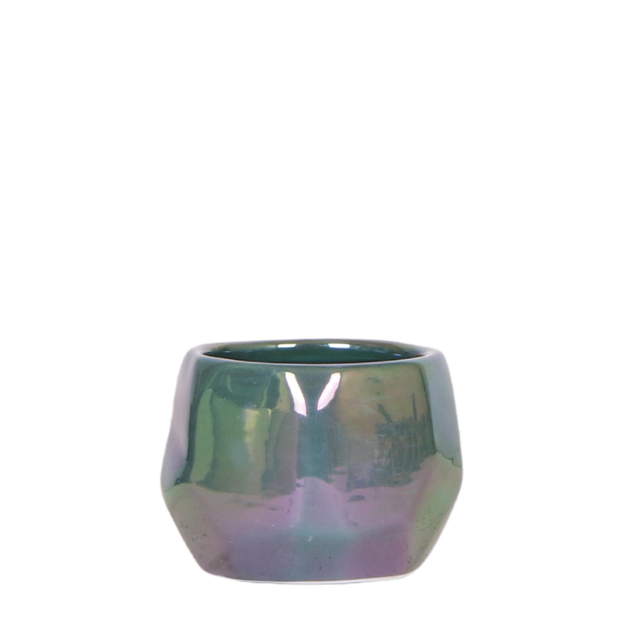 Kolibri Home I Pearl pot en pot Ø6cm. Plante verte type Kolibri Home I Pearl pot, livrée en pot, idéale pour intérieur lumineux.
