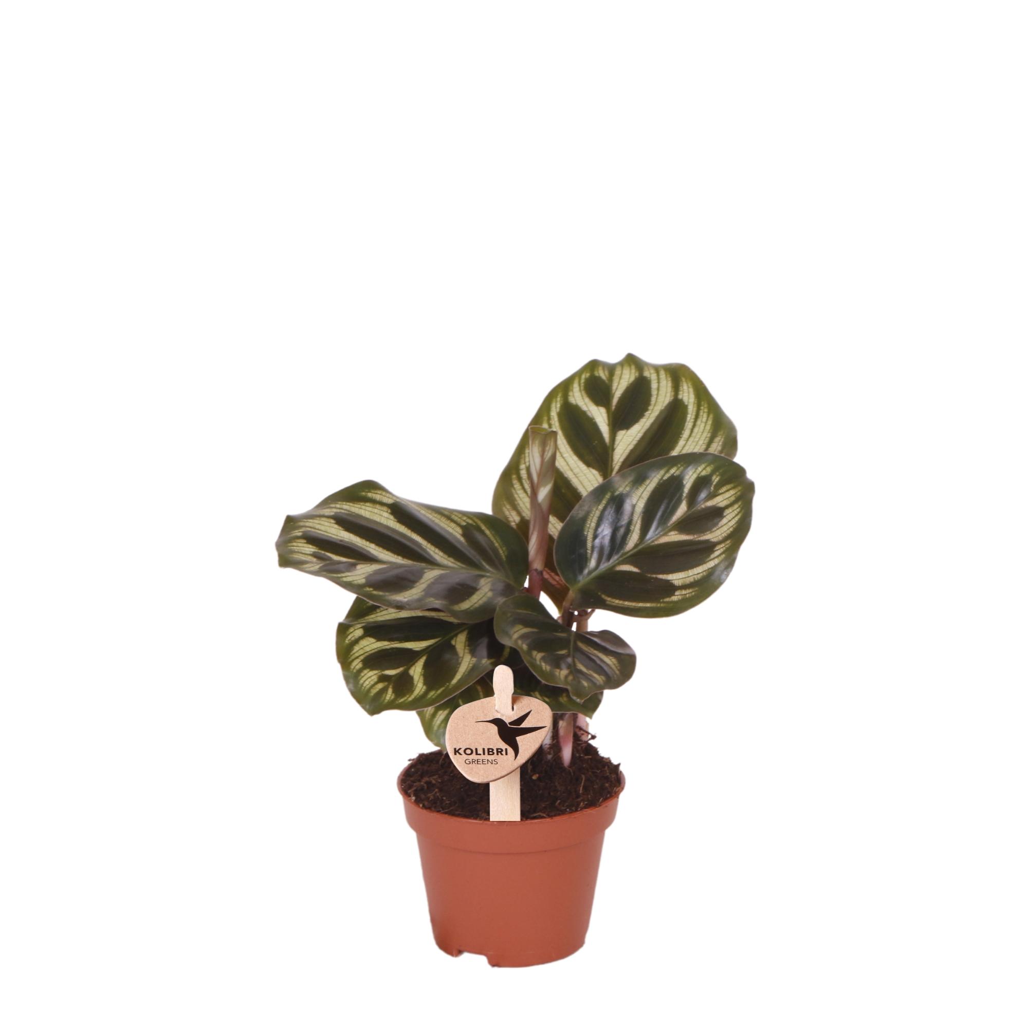 Kolibri Greens | Groene plant en pot Ø6cm. Plante verte type Kolibri Greens | Groene plant, livrée en pot, idéale pour intérieur lumineux.