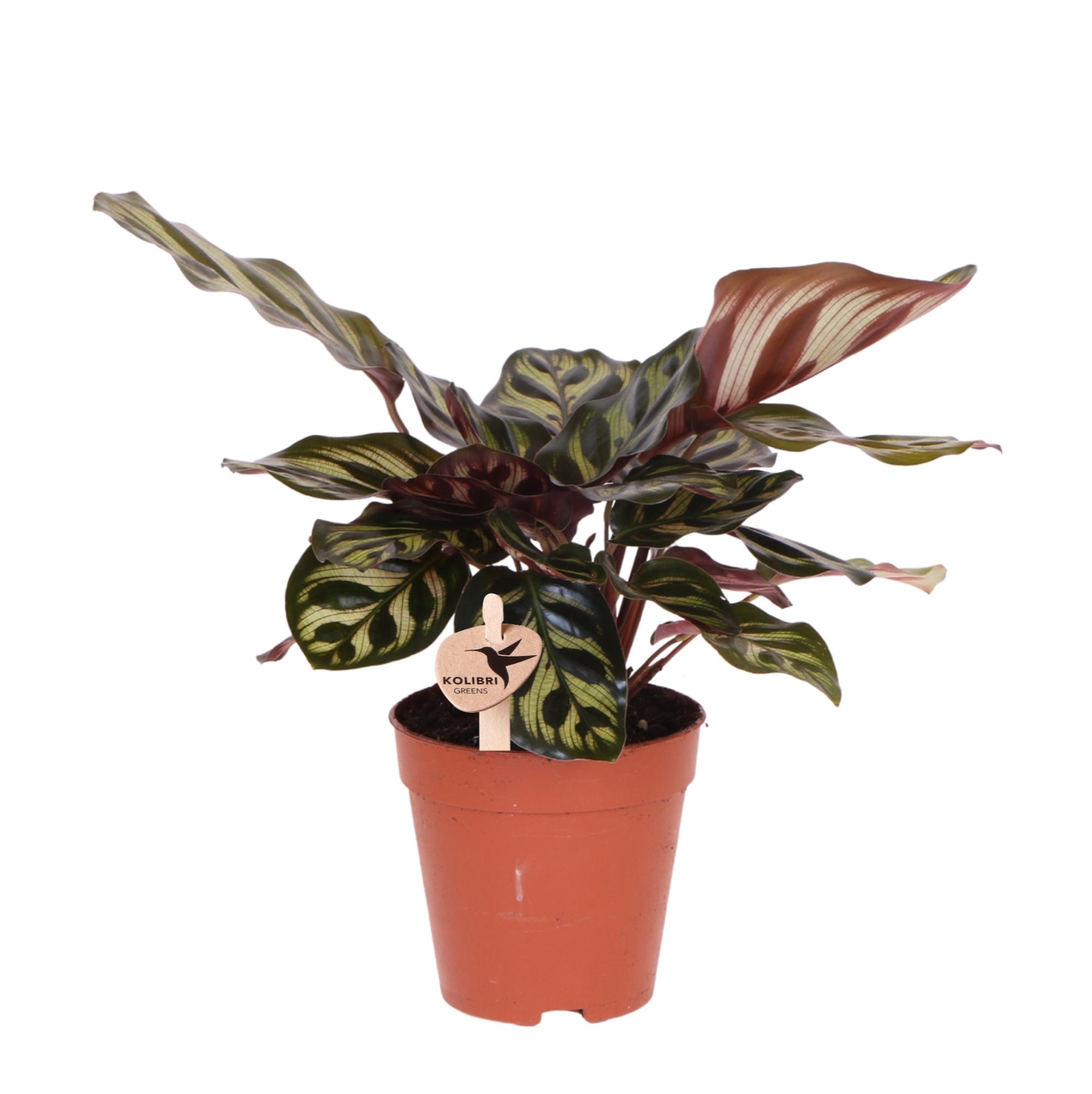 Kolibri Greens | Groene plant en pot Ø9cm. Plante verte type Kolibri Greens | Groene plant, livrée en pot, idéale pour intérieur lumineux.