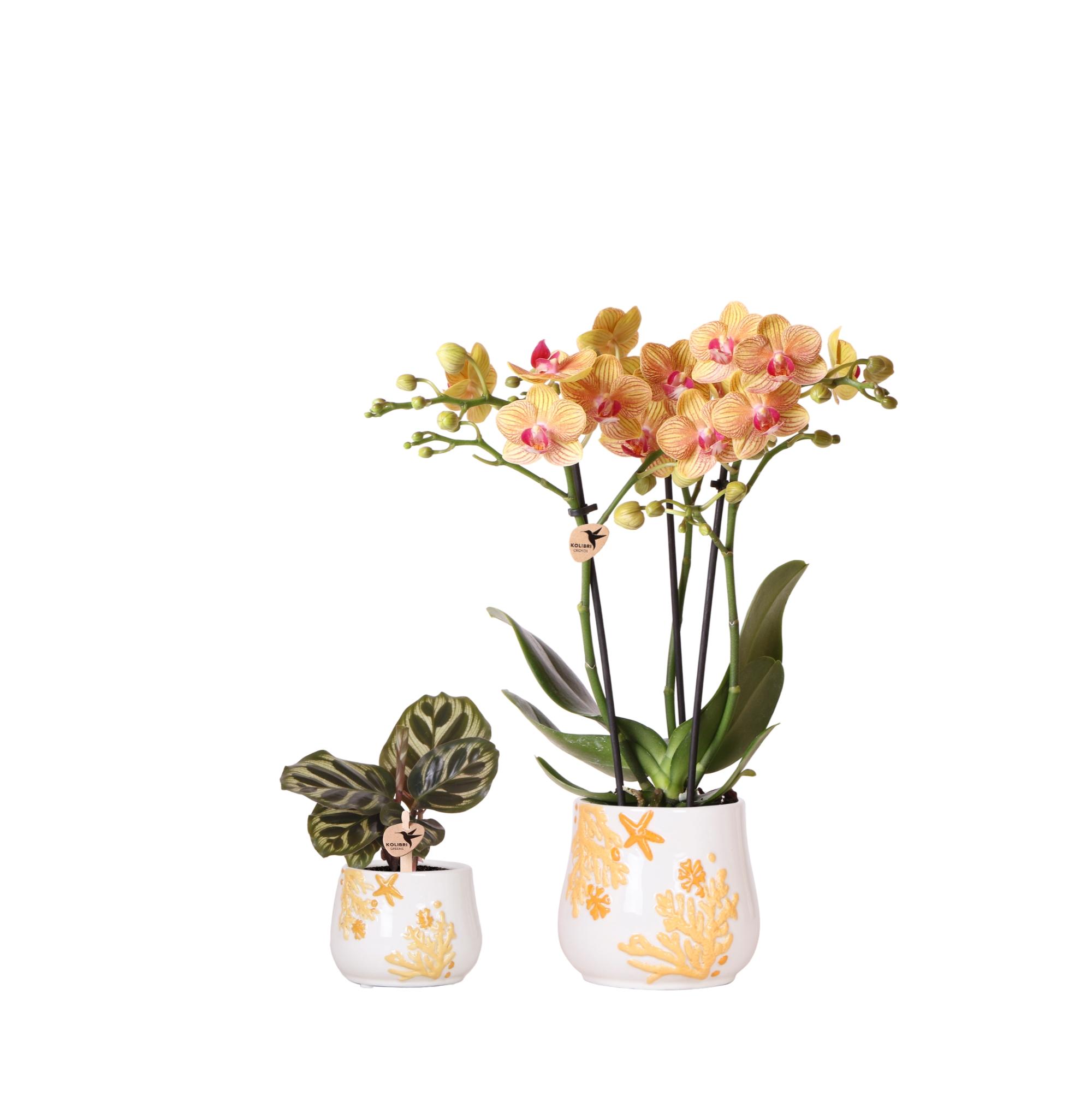 Kolibri Company en pot Ø9cm. Plante verte type Kolibri Company, livrée en pot, idéale pour intérieur lumineux.