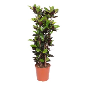 Codiaeum Iceton (Croton Iceton) en pot Ø27cm. Plante verte type Codiaeum Iceton (Croton Iceton), livrée en pot, idéale pour intérieur lumineux.