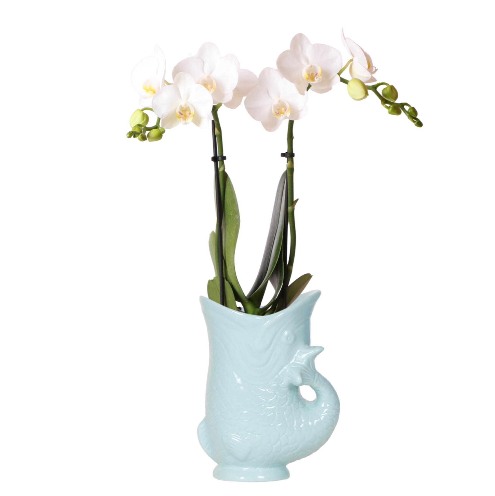 Kolibri Orchids | witte Phalaenopsis orchidee en pot Ø9cm. Plante verte type Kolibri Orchids | witte Phalaenopsis orchidee, livrée en pot, idéale pour intérieur lumineux.