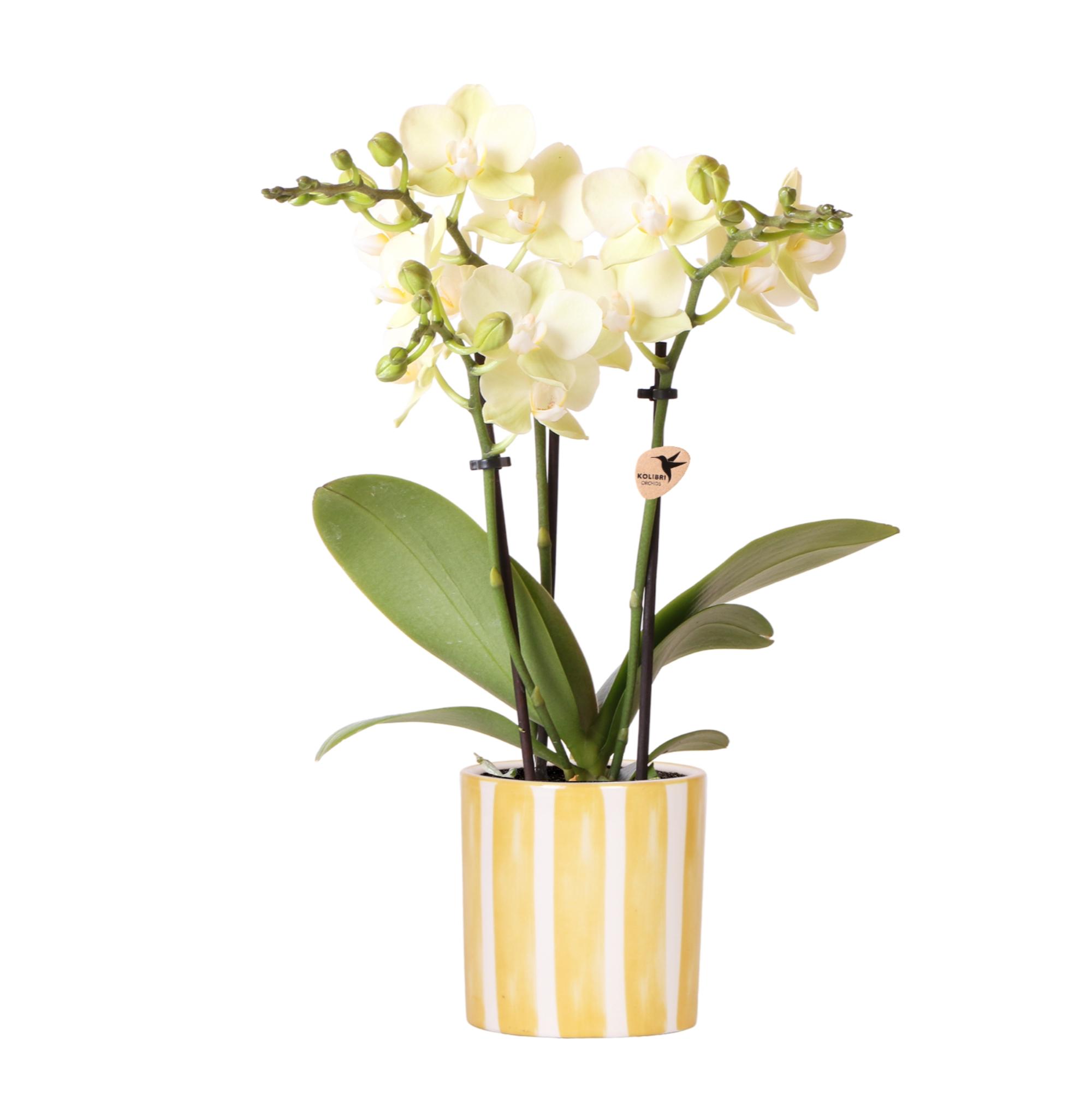 Kolibri Orchids | gele Phalaenopsis orchidee en pot Ø9cm. Plante verte type Kolibri Orchids | gele Phalaenopsis orchidee, livrée en pot, idéale pour intérieur lumineux.
