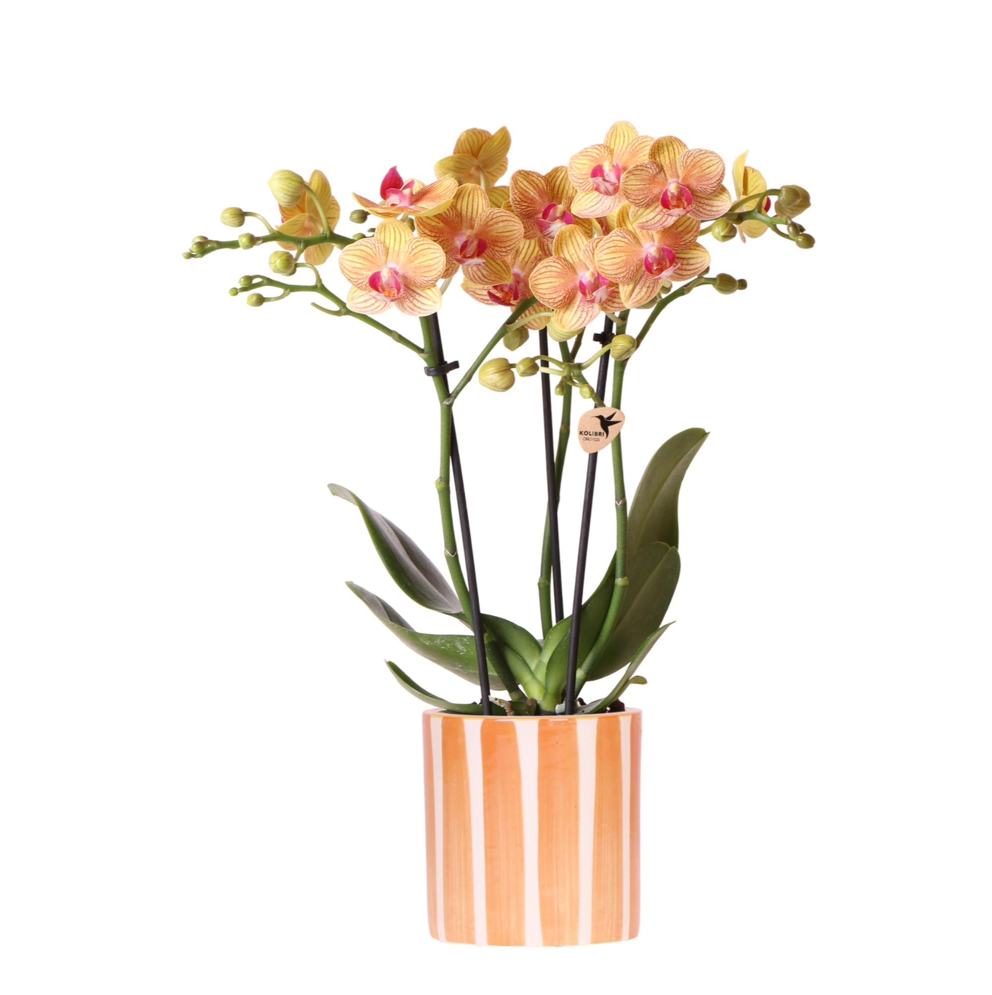 Kolibri Orchids | oranje Phalaenopsis orchidee en pot Ø9cm. Plante verte type Kolibri Orchids | oranje Phalaenopsis orchidee, livrée en pot, idéale pour intérieur lumineux.