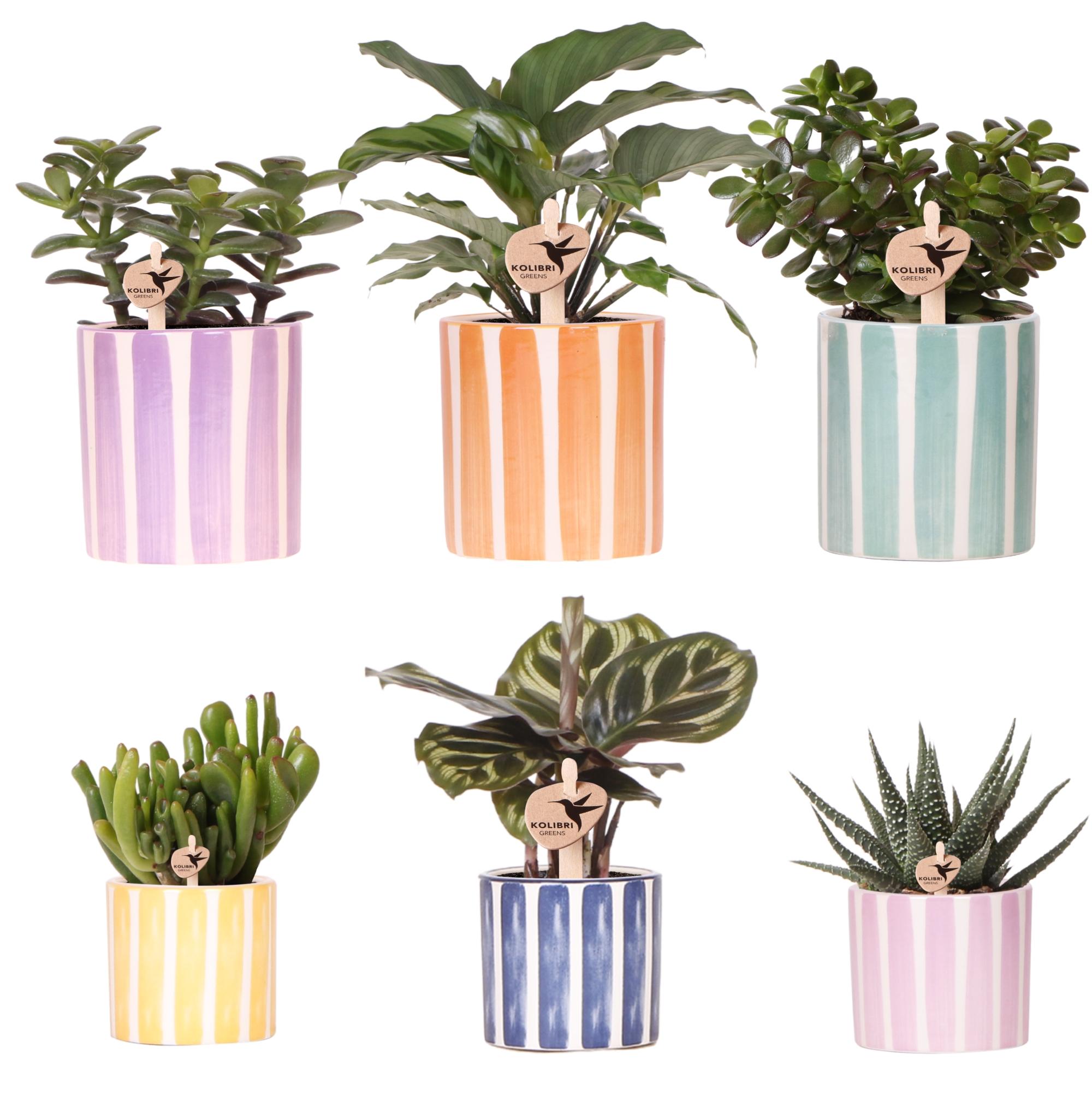 Kolibri Greens | Mix van groene planten + Painted Stripe sierpotten en pot Ø9cm. Plante verte type Kolibri Greens | Mix van groene planten + Painted Stripe sierpotten, livrée en pot, idéale pour intérieur lumineux.