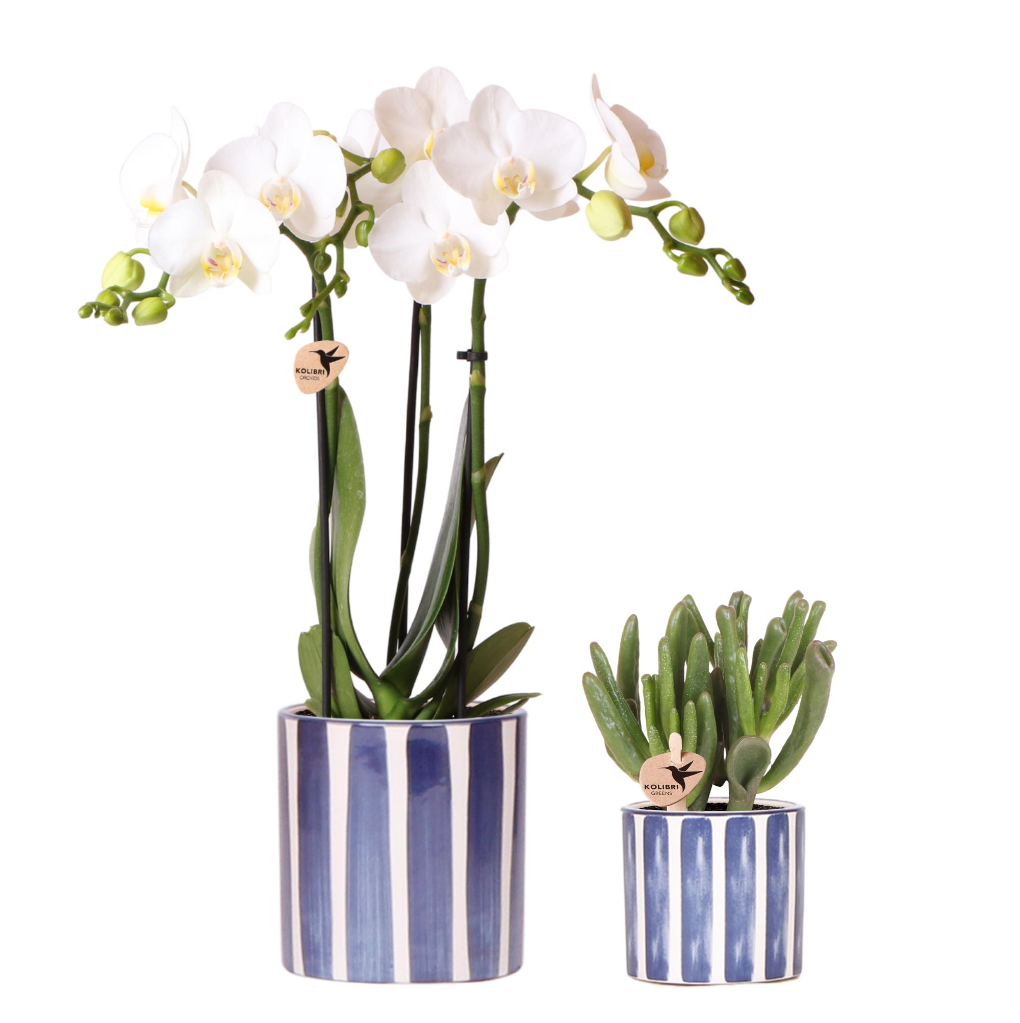 Kolibri Orchids | Set van witte Phalaenopsis orchidee Amabilis en Succulent Crassula Hobbit in Painted Stripe pot blauw en pot Ø9cm. Plante verte type Kolibri Orchids | Set van witte Phalaenopsis orchidee Amabilis en Succulent Crassula Hobbit in Painted Stripe pot blauw, livrée en pot, idéale pour intérieur lumineux.