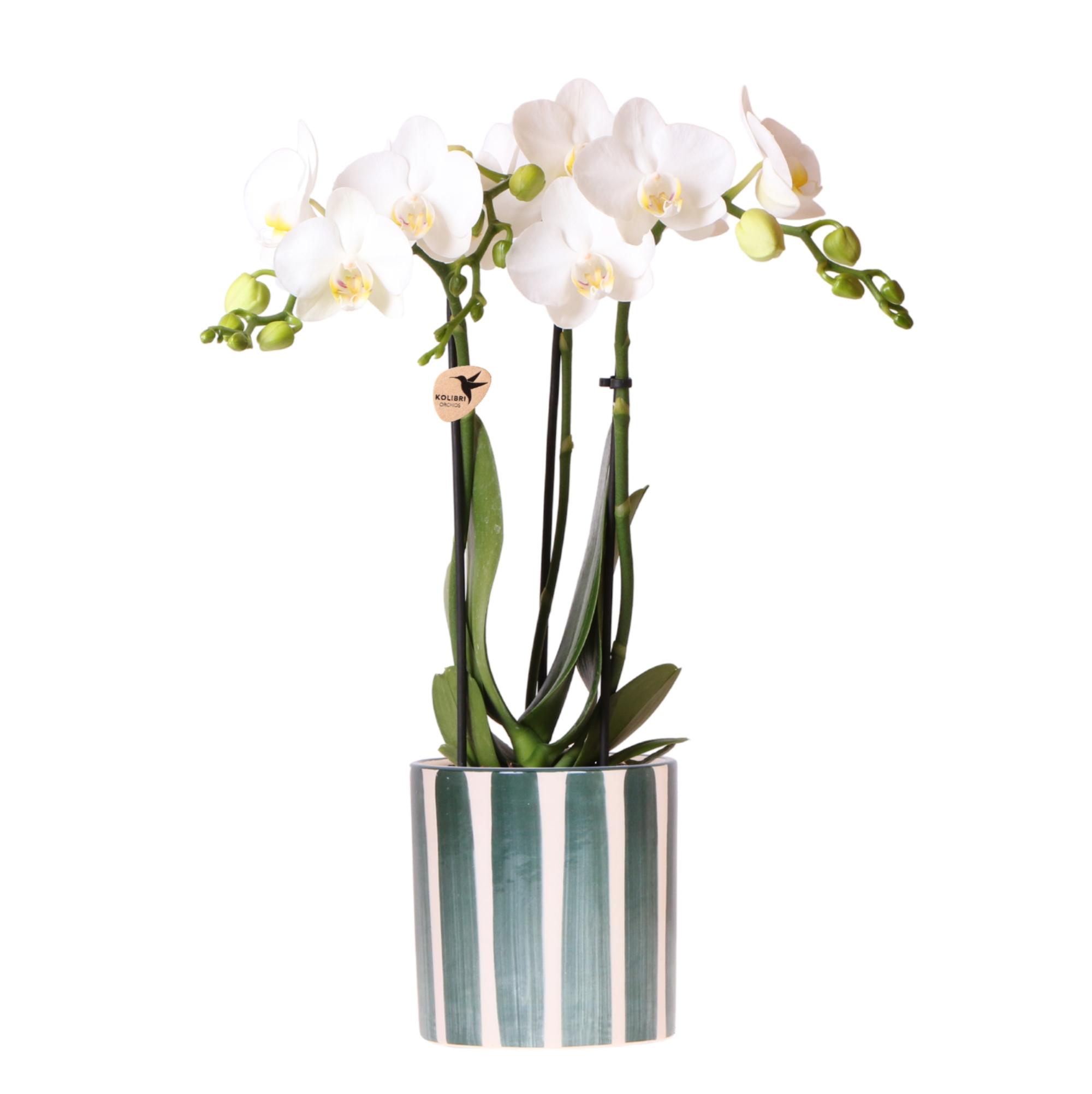 Kolibri Orchids | Witte Phalaenopsis orchidee Amabilis + Painted Stripe pot groen en pot Ø9cm. Plante verte type Kolibri Orchids | Witte Phalaenopsis orchidee Amabilis + Painted Stripe pot groen, livrée en pot, idéale pour intérieur lumineux.