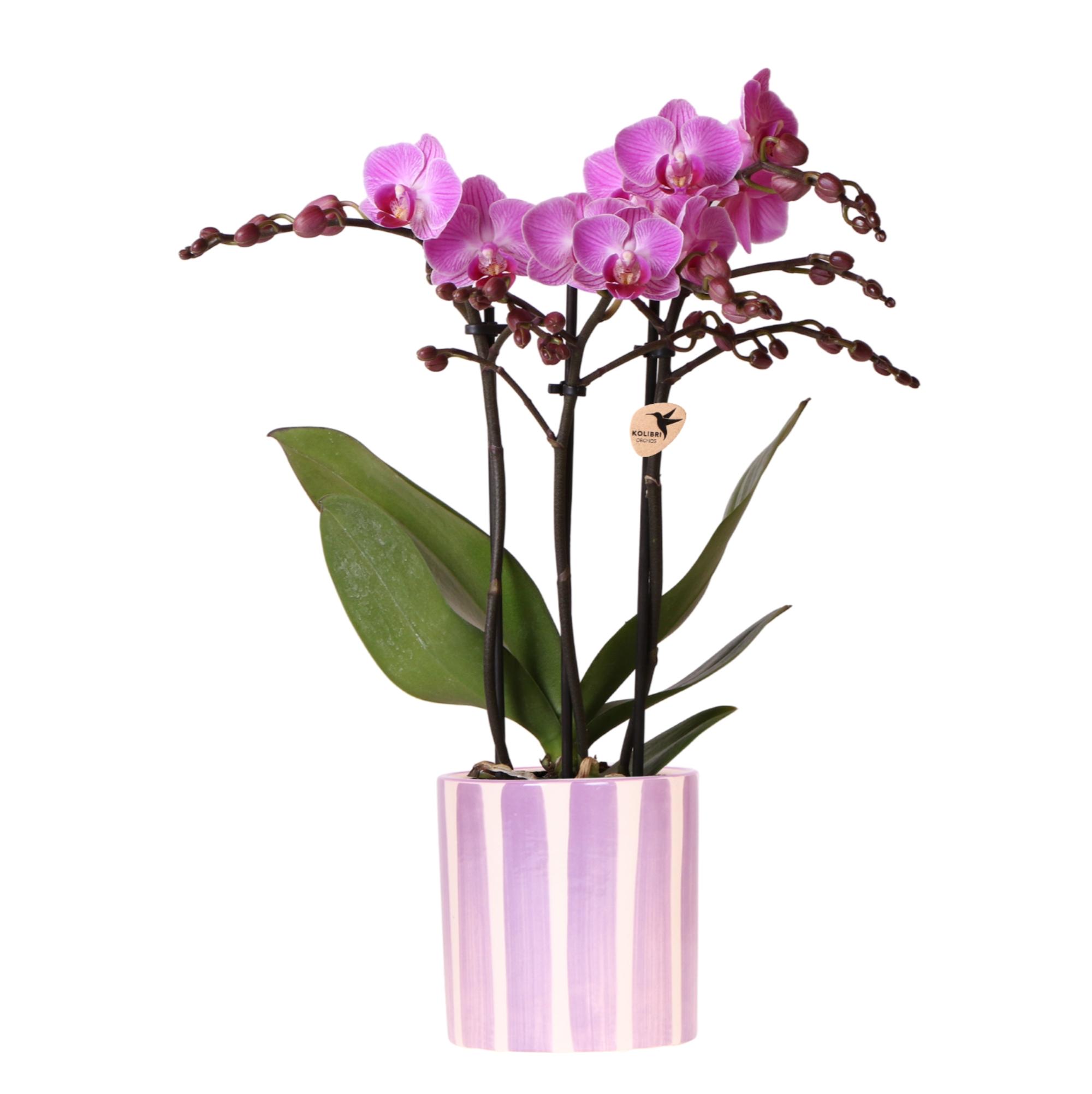 Kolibri Orchids | paarse phalaenopsis orchidee Vienna + Painted Stripe pot lila en pot Ø9cm. Plante verte type Kolibri Orchids | paarse phalaenopsis orchidee Vienna + Painted Stripe pot lila, livrée en pot, idéale pour intérieur lumineux.