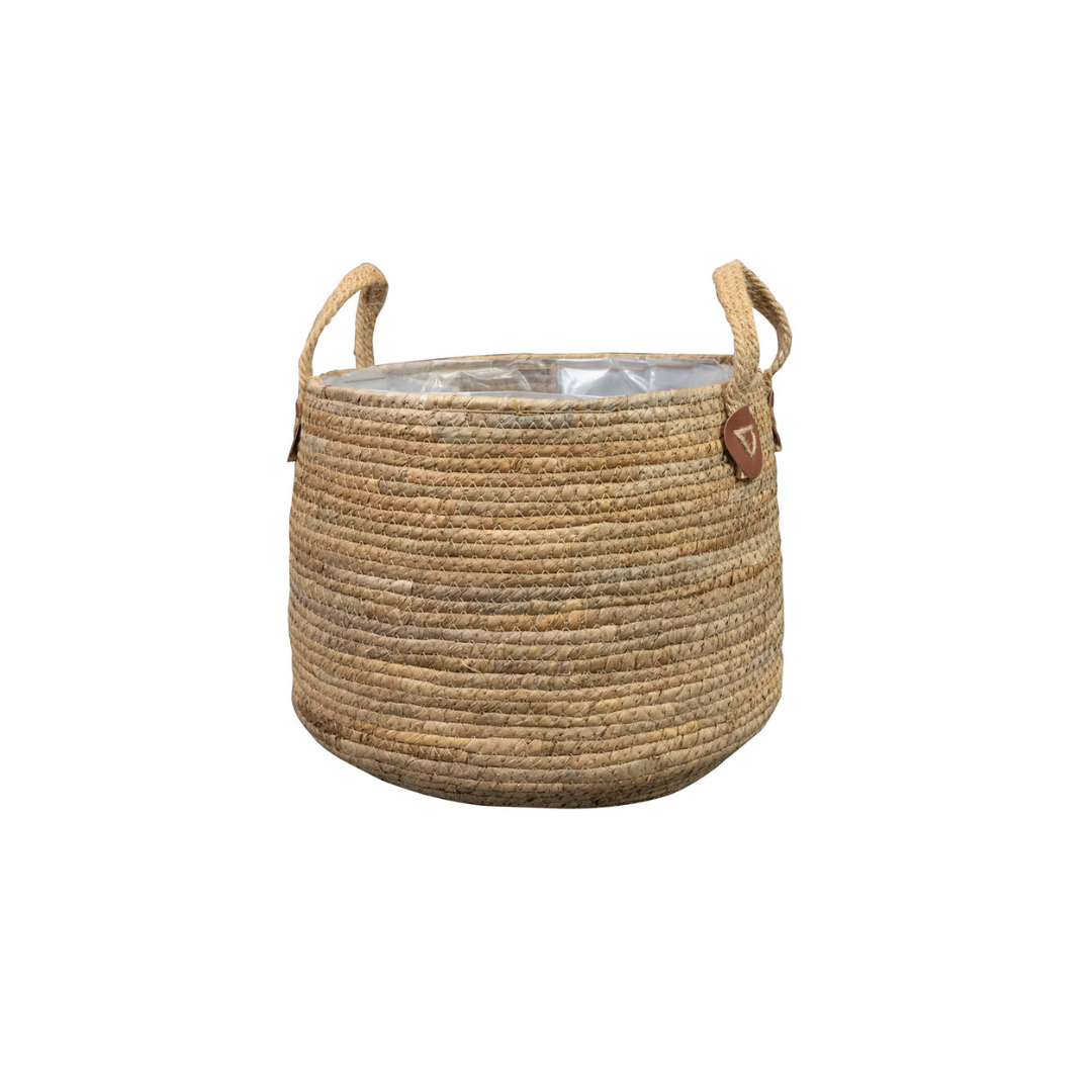 Mand Isla naturel en pot  Hauteur 19cm. Plante verte type Mand Isla naturel, livrée en pot, idéale pour intérieur lumineux.