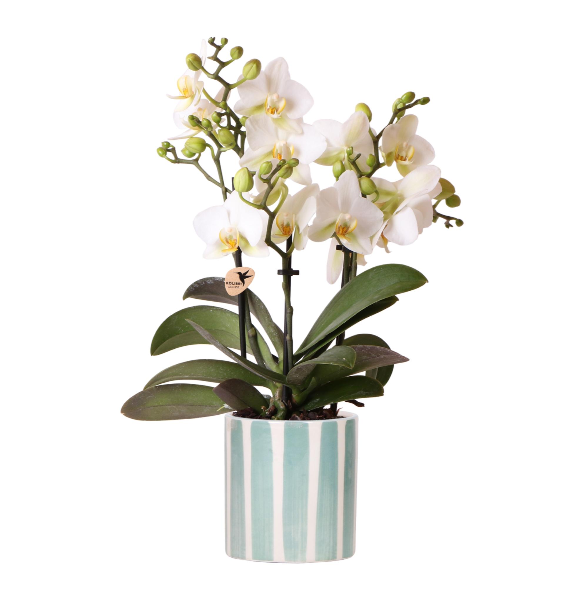 Kolibri Orchids | witte phalaenopsis orchidee Lausanne + Painted Stripe sierpot turquoise en pot Ø9cm. Plante verte type Kolibri Orchids | witte phalaenopsis orchidee Lausanne + Painted Stripe sierpot turquoise, livrée en pot, idéale pour intérieur lumineux.