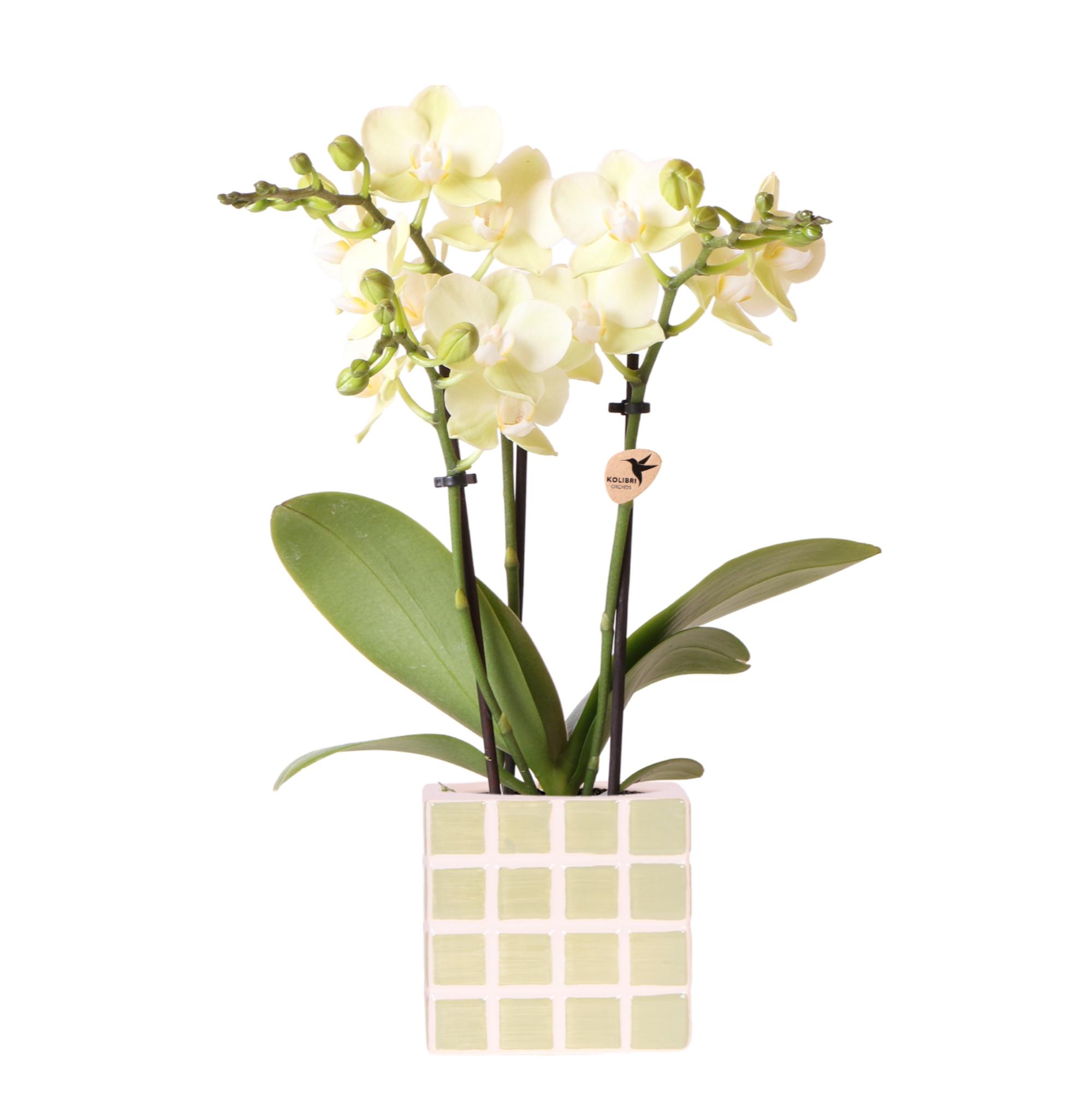 Kolibri Orchids | Gele phalaenopsis orchidee Mexico + Mosa sierpot groen en pot Ø9cm. Plante verte type Kolibri Orchids | Gele phalaenopsis orchidee Mexico + Mosa sierpot groen, livrée en pot, idéale pour intérieur lumineux.