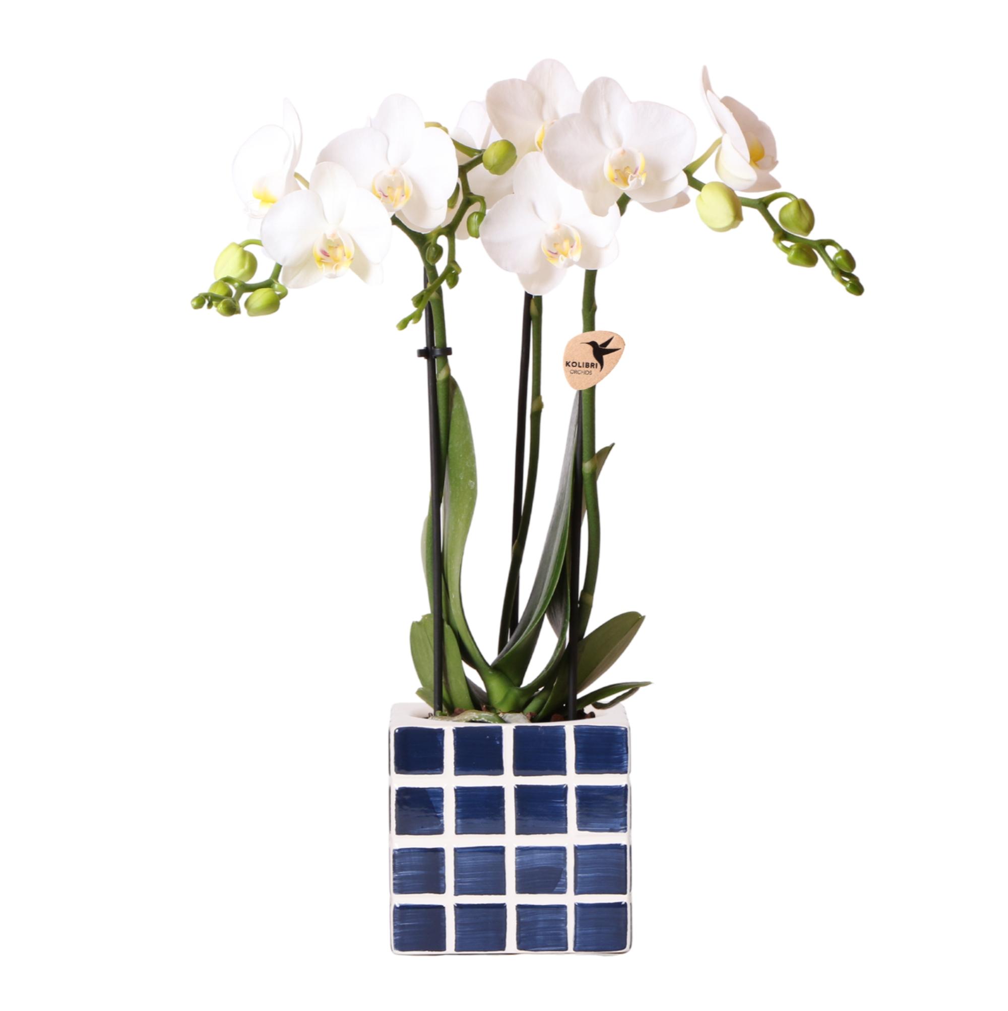 Kolibri Orchids | Witte phalaenopsis orchidee Amabilis + Mosa sierpot blauw en pot Ø9cm. Plante verte type Kolibri Orchids | Witte phalaenopsis orchidee Amabilis + Mosa sierpot blauw, livrée en pot, idéale pour intérieur lumineux.
