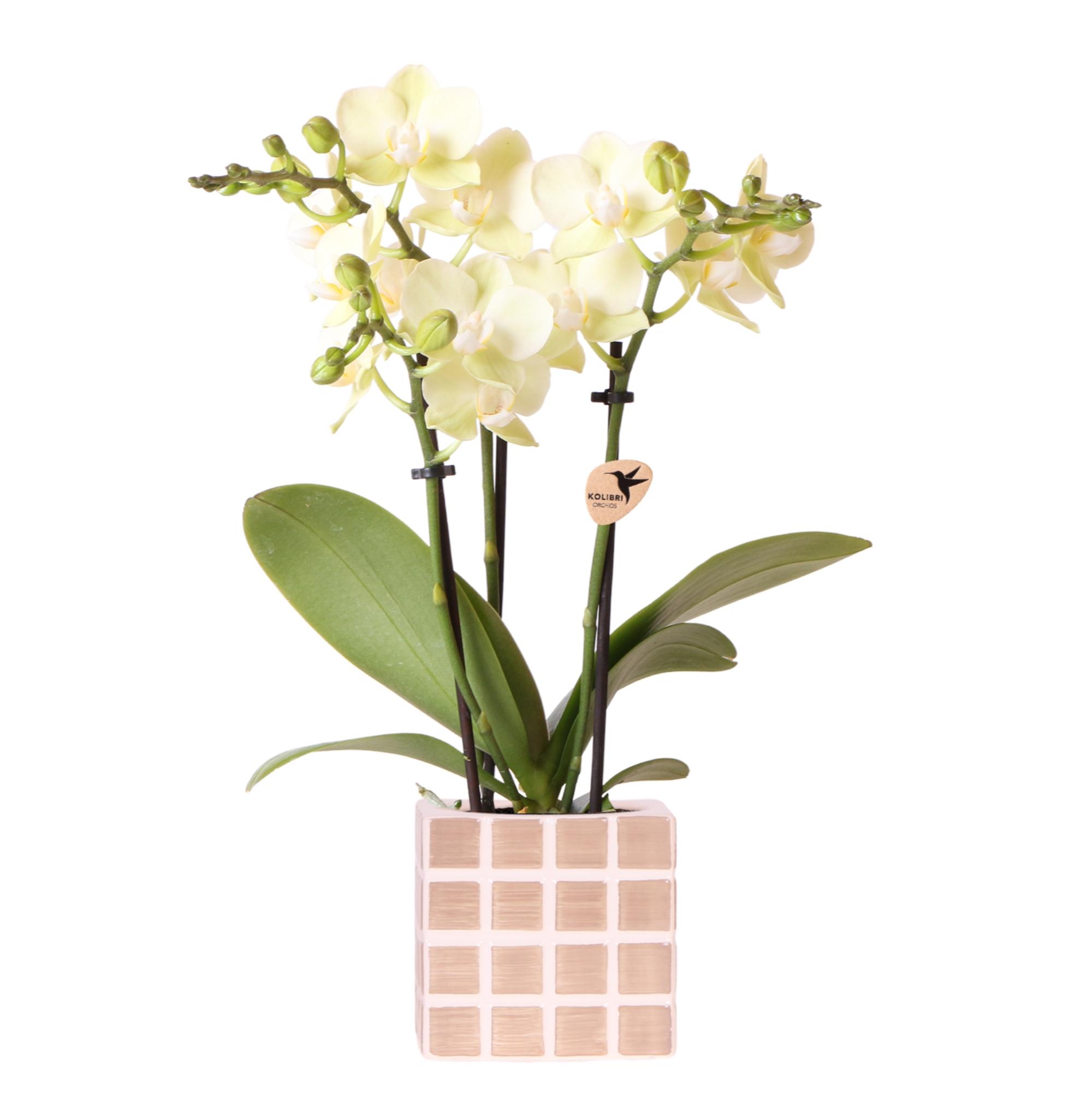 Kolibri Orchids | Gele phalaenopsis orchidee Mexico + Mosa sierpot bruin en pot Ø9cm. Plante verte type Kolibri Orchids | Gele phalaenopsis orchidee Mexico + Mosa sierpot bruin, livrée en pot, idéale pour intérieur lumineux.