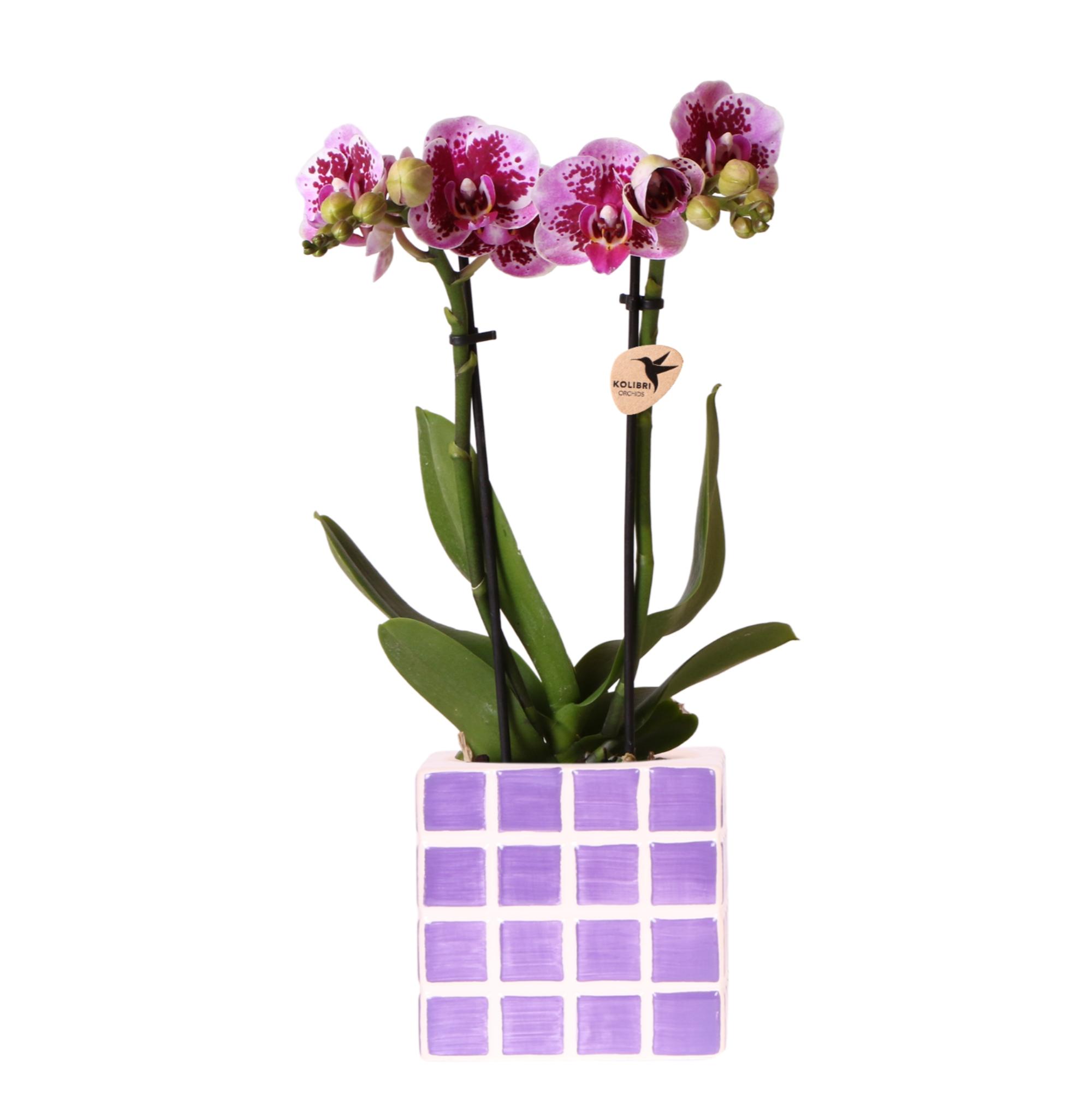 Kolibri Orchids | Paarse phalaenopsis orchidee El Salvador + Mosa sierpot lila en pot Ø9cm. Plante verte type Kolibri Orchids | Paarse phalaenopsis orchidee El Salvador + Mosa sierpot lila, livrée en pot, idéale pour intérieur lumineux.