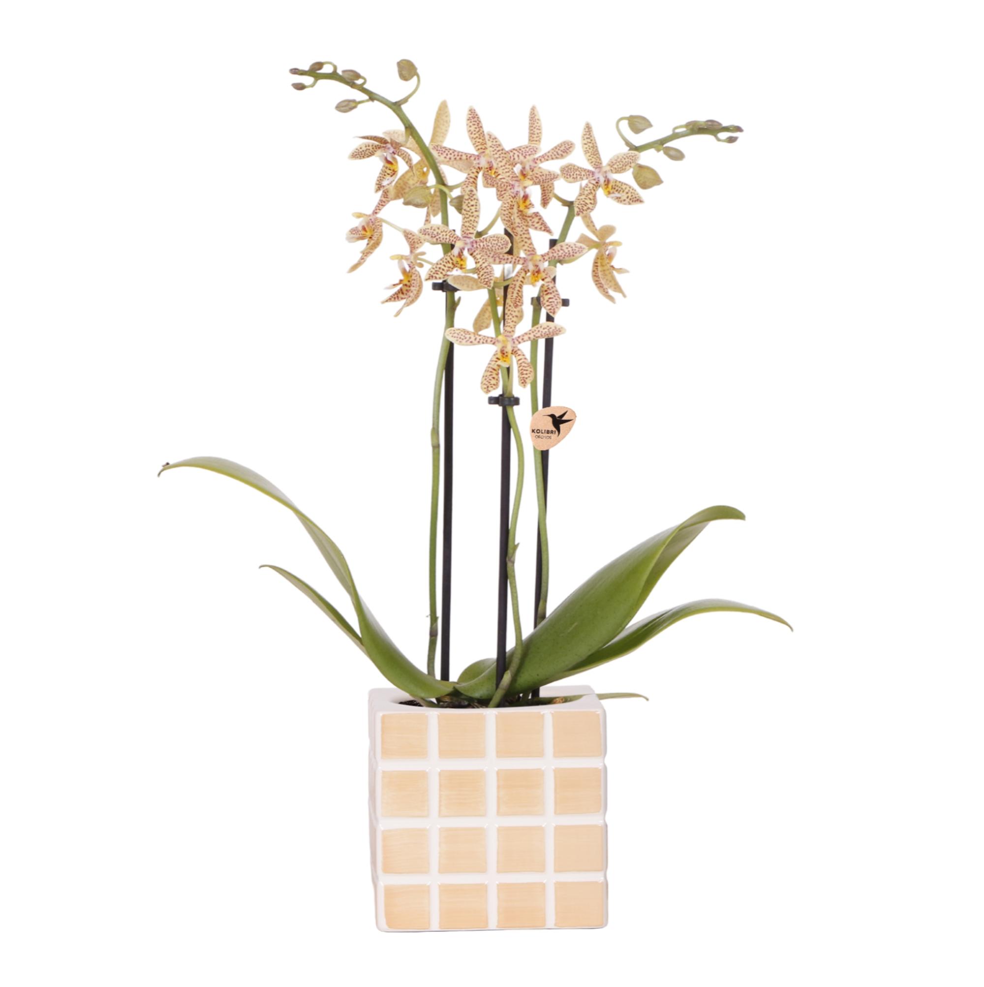 Kolibri Orchids | oranje 'Spider' orchidee + Mosa sierpot oranje en pot Ø9cm. Plante verte type Kolibri Orchids | oranje 'Spider' orchidee + Mosa sierpot oranje, livrée en pot, idéale pour intérieur lumineux.