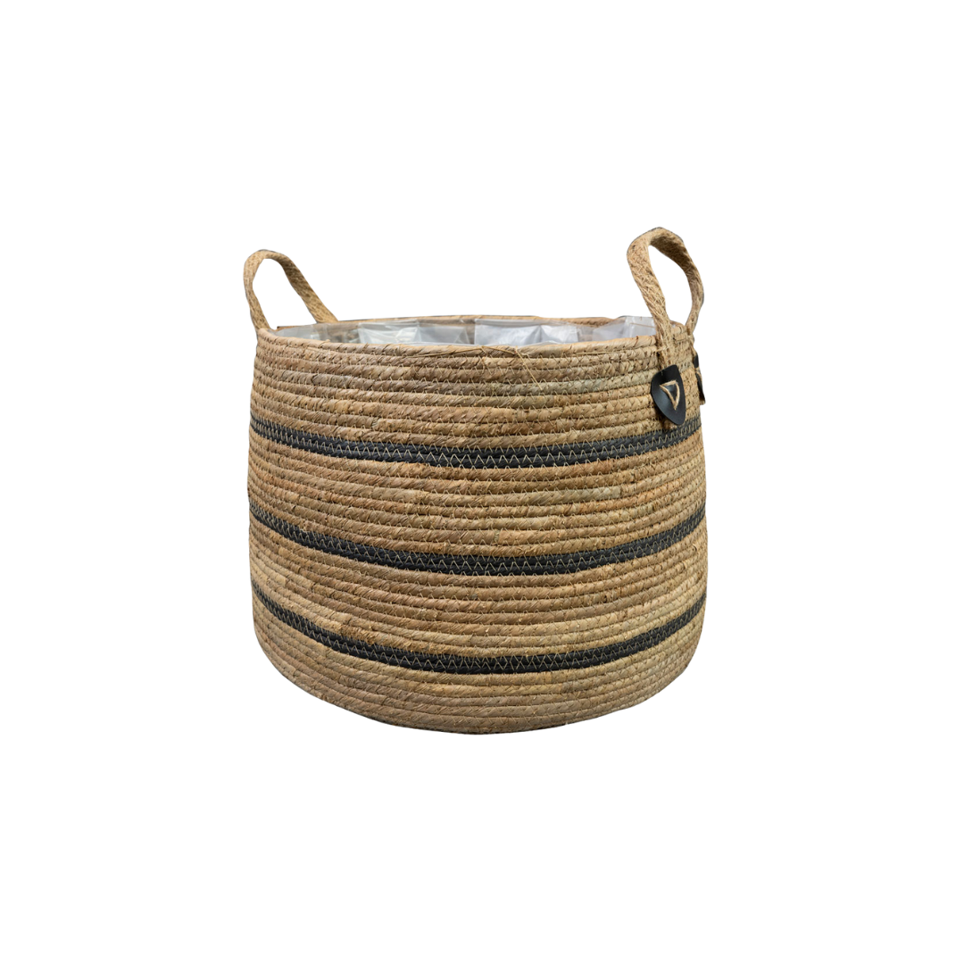Mand Isla Black en pot  Hauteur 19cm. Plante verte type Mand Isla Black, livrée en pot, idéale pour intérieur lumineux.