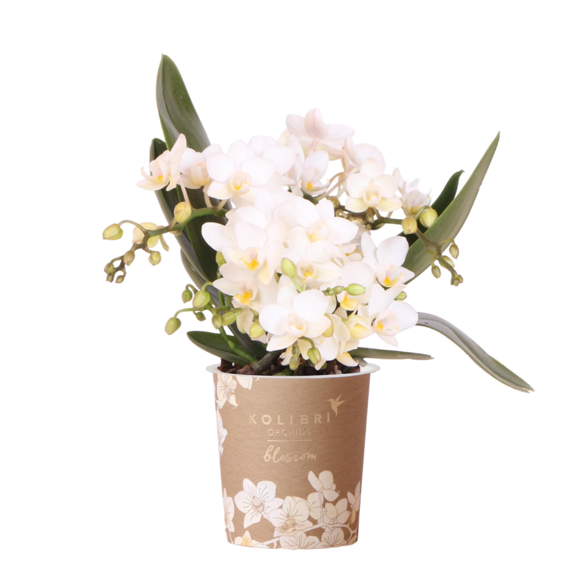 Kolibri Orchids | Witte phalaenopsis orchidee en pot Ø9cm. Plante verte type Kolibri Orchids | Witte phalaenopsis orchidee, livrée en pot, idéale pour intérieur lumineux.