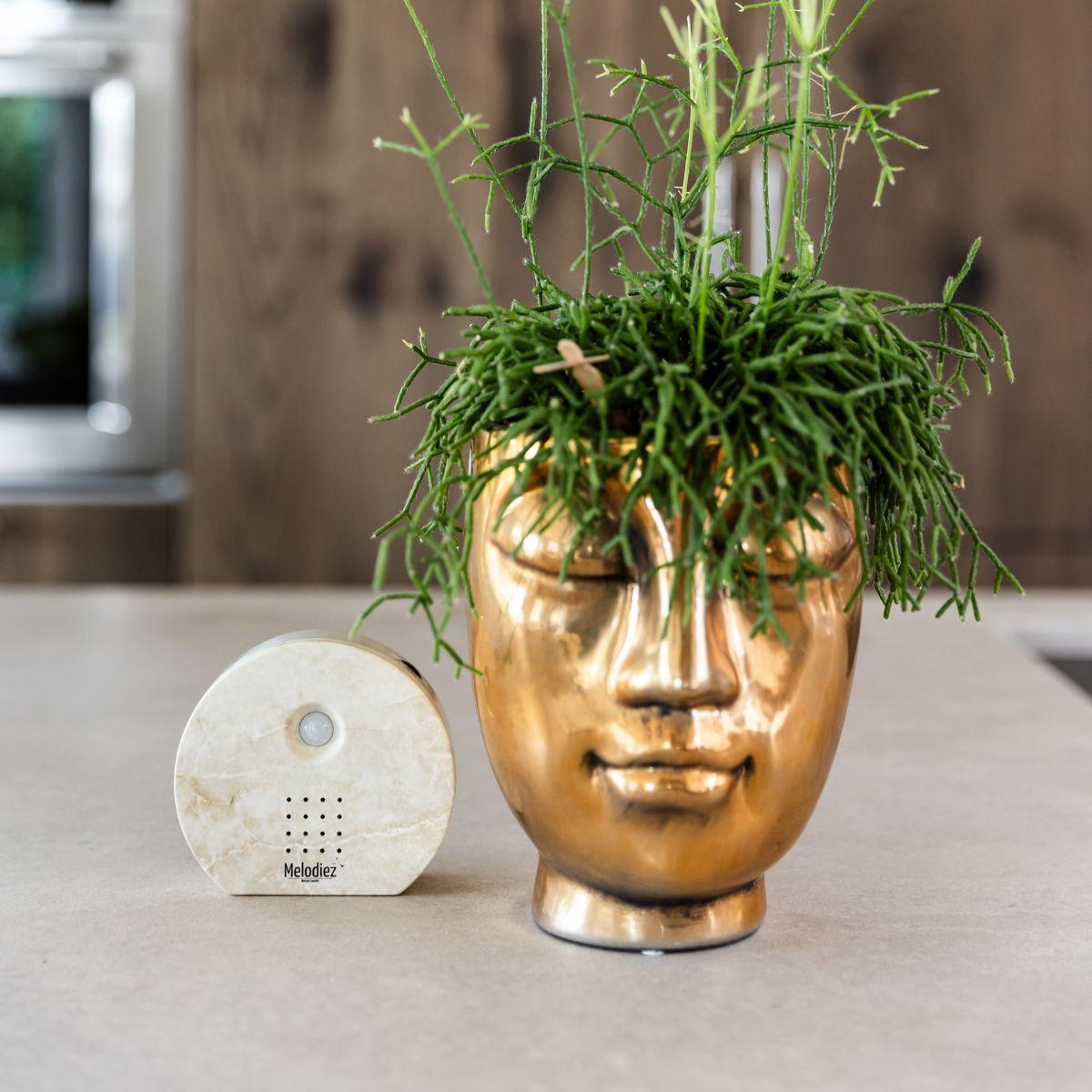 Melodiez music box en pot. Plante verte type Melodiez music box, livrée en pot, idéale pour intérieur lumineux. – Image 6