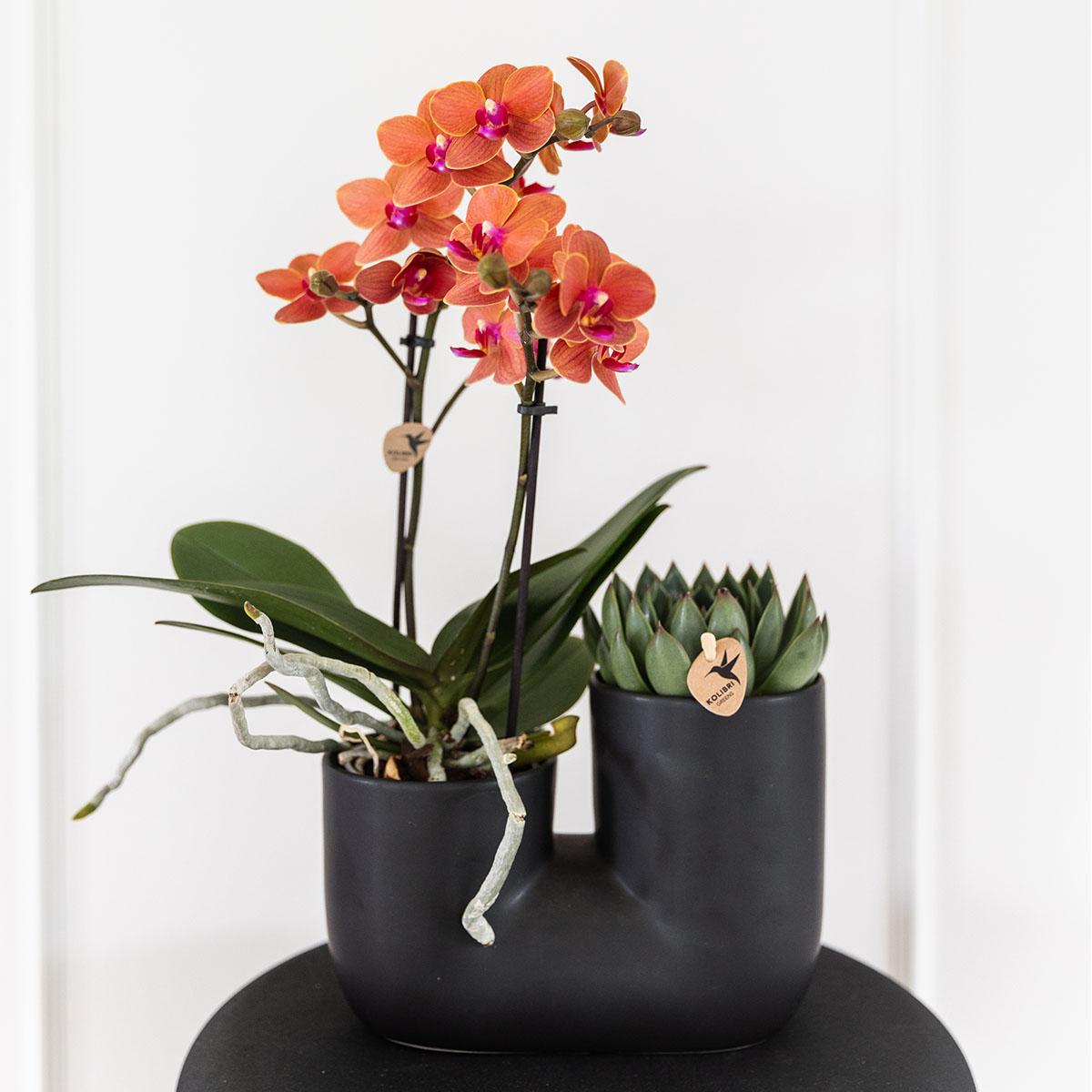 Kolibri Home | Tube sierpot en pot. Plante verte type Kolibri Home | Tube sierpot, livrée en pot, idéale pour intérieur lumineux. – Image 2