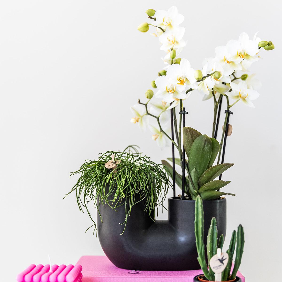 Kolibri Home | Tube sierpot en pot. Plante verte type Kolibri Home | Tube sierpot, livrée en pot, idéale pour intérieur lumineux. – Image 3