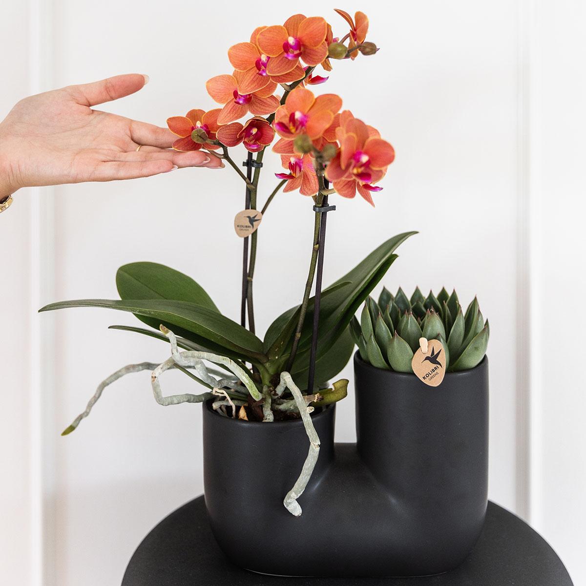 Kolibri Home | Tube sierpot en pot. Plante verte type Kolibri Home | Tube sierpot, livrée en pot, idéale pour intérieur lumineux. – Image 4