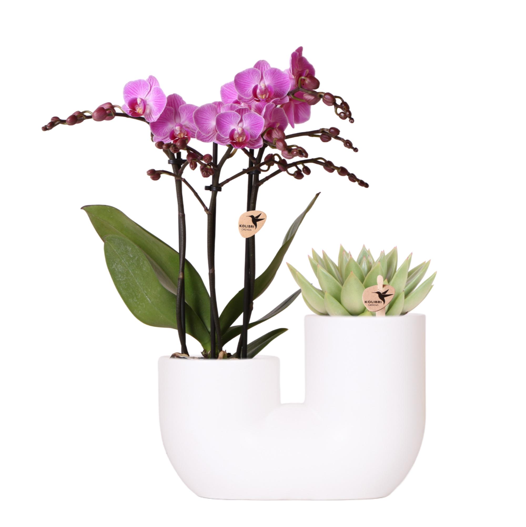 Kolibri Orchids | Set van roze orchidee Vienna en succulent in Tube sierpot wit en pot Ø9cm. Plante verte type Kolibri Orchids | Set van roze orchidee Vienna en succulent in Tube sierpot wit, livrée en pot, idéale pour intérieur lumineux.