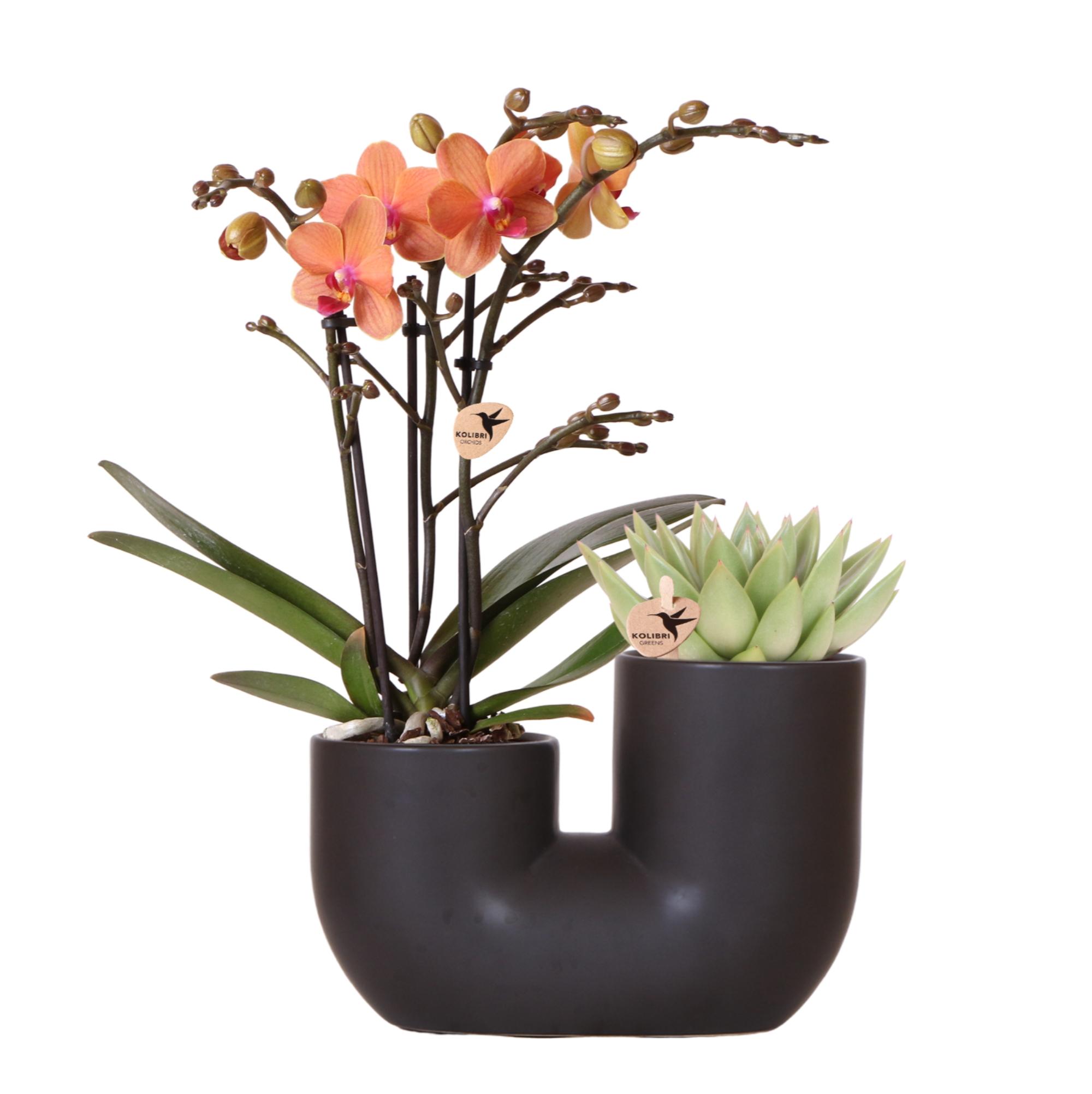 Kolibri Orchids | Set van oranje orchidee Bolzano en succulent in Tube sierpot black en pot Ø9cm. Plante verte type Kolibri Orchids | Set van oranje orchidee Bolzano en succulent in Tube sierpot black, livrée en pot, idéale pour intérieur lumineux.