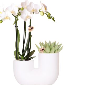 Kolibri Orchids | Set van witte orchidee Amabilis en succulent in Tube sierpot wit en pot Ø9cm. Plante verte type Kolibri Orchids | Set van witte orchidee Amabilis en succulent in Tube sierpot wit, livrée en pot, idéale pour intérieur lumineux.