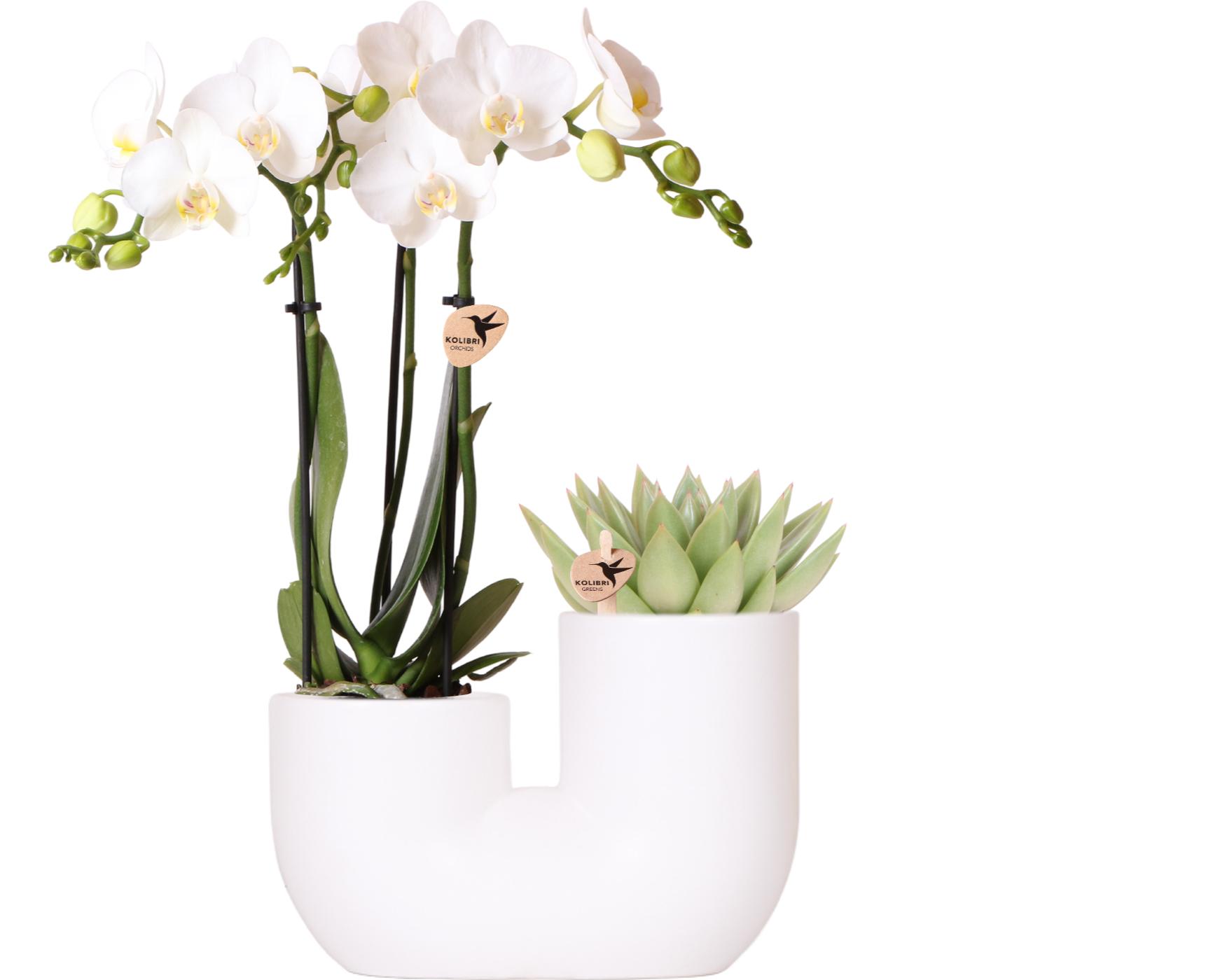 Kolibri Orchids | Set van witte orchidee Amabilis en succulent in Tube sierpot wit en pot Ø9cm. Plante verte type Kolibri Orchids | Set van witte orchidee Amabilis en succulent in Tube sierpot wit, livrée en pot, idéale pour intérieur lumineux.
