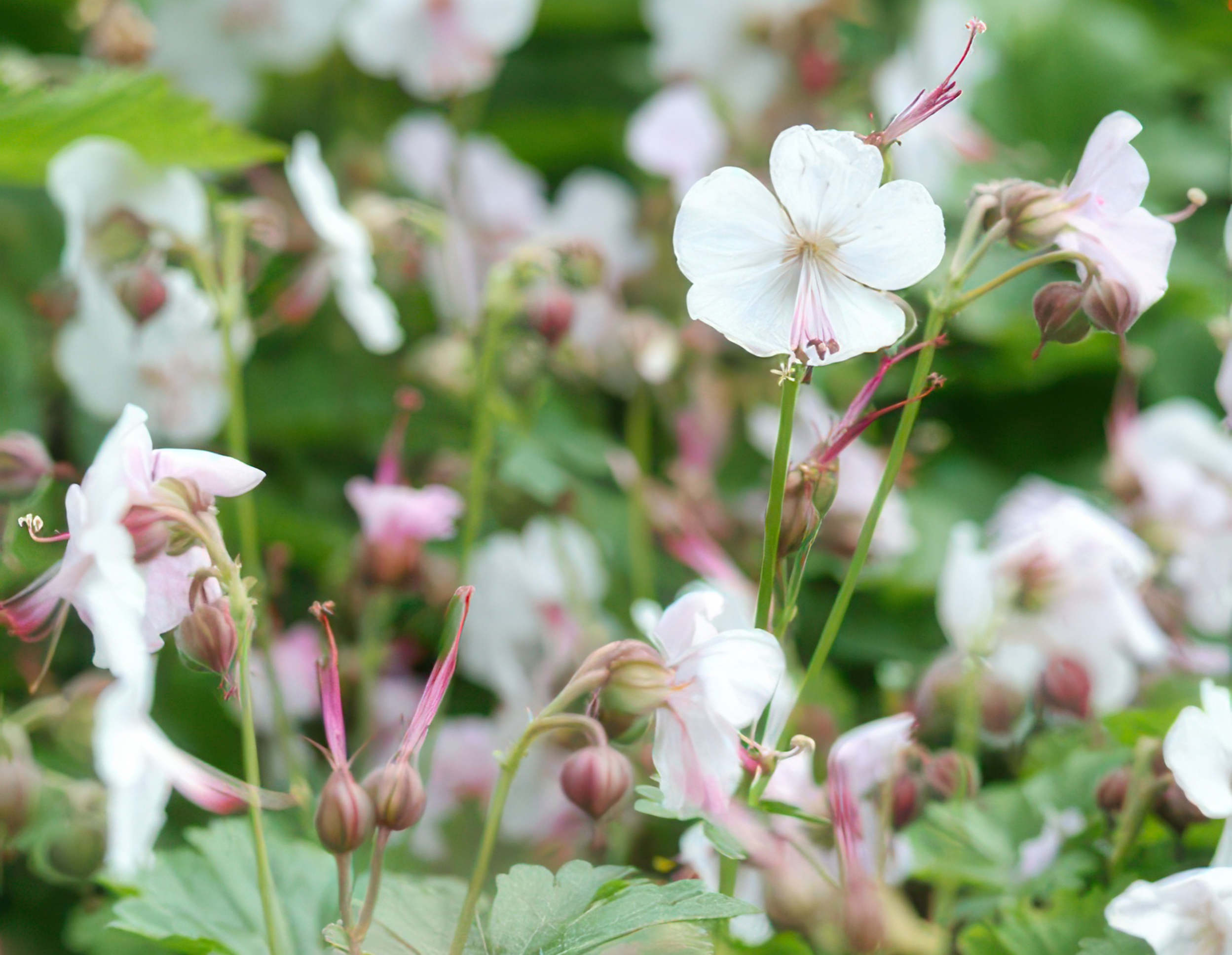 40x Geranium cant. 'Biokovo' en pot Ø9cm  Hauteur 10cm. Plante verte type 40x Geranium cant. 'Biokovo', livrée en pot, idéale pour intérieur lumineux. – Image 6